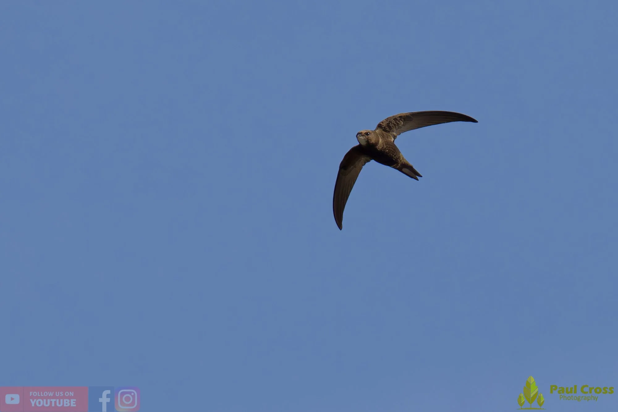Swift-00093.jpg