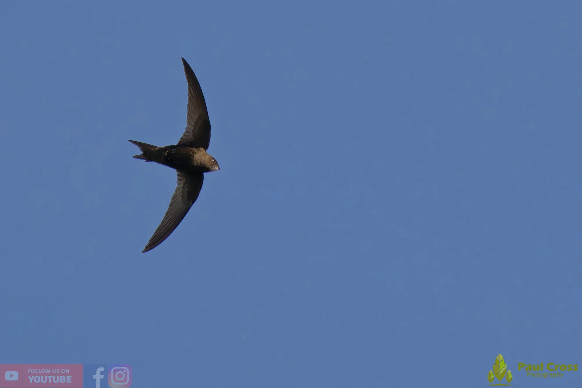 Swift-00091.jpg