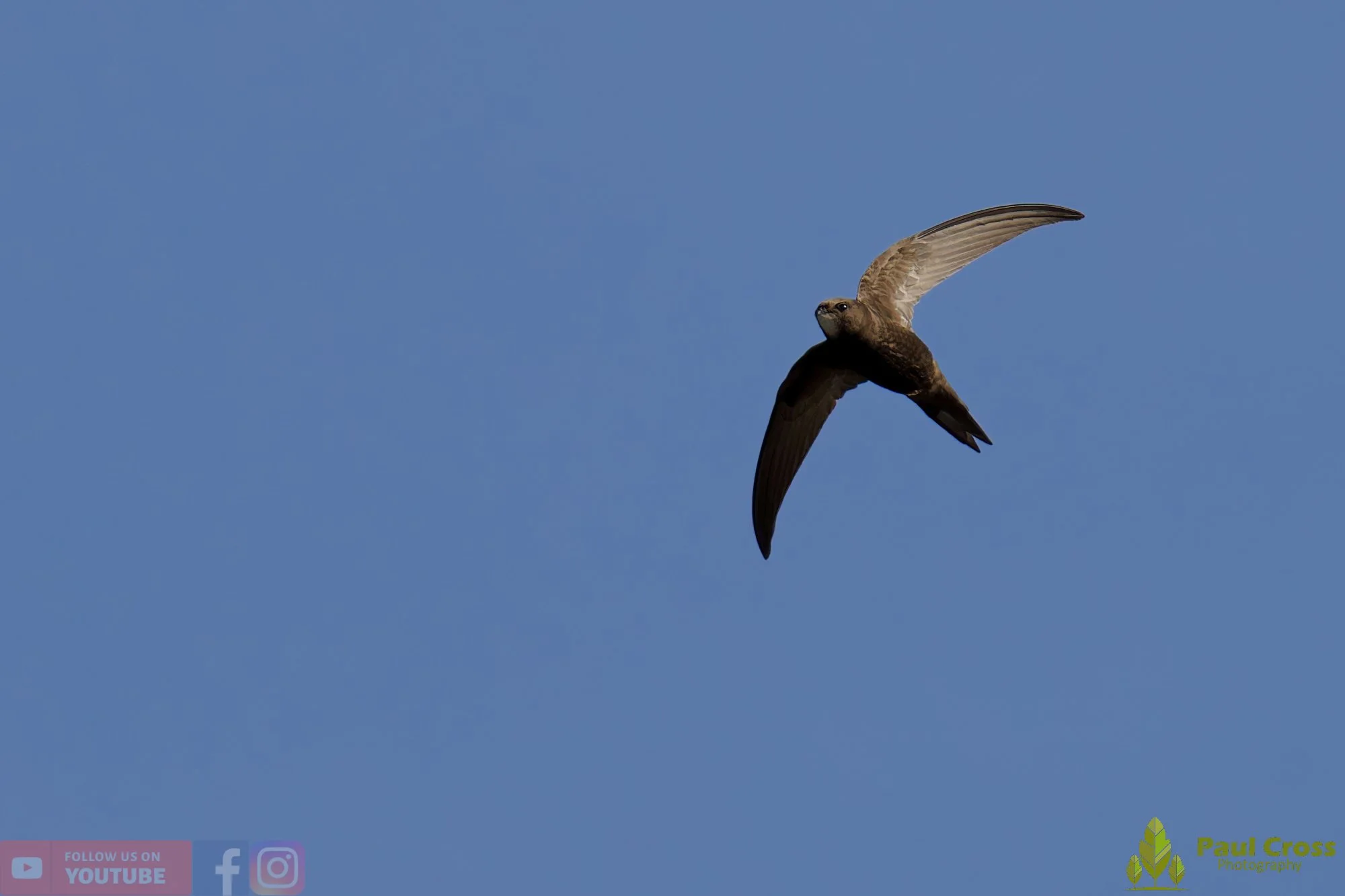 Swift-00094.jpg