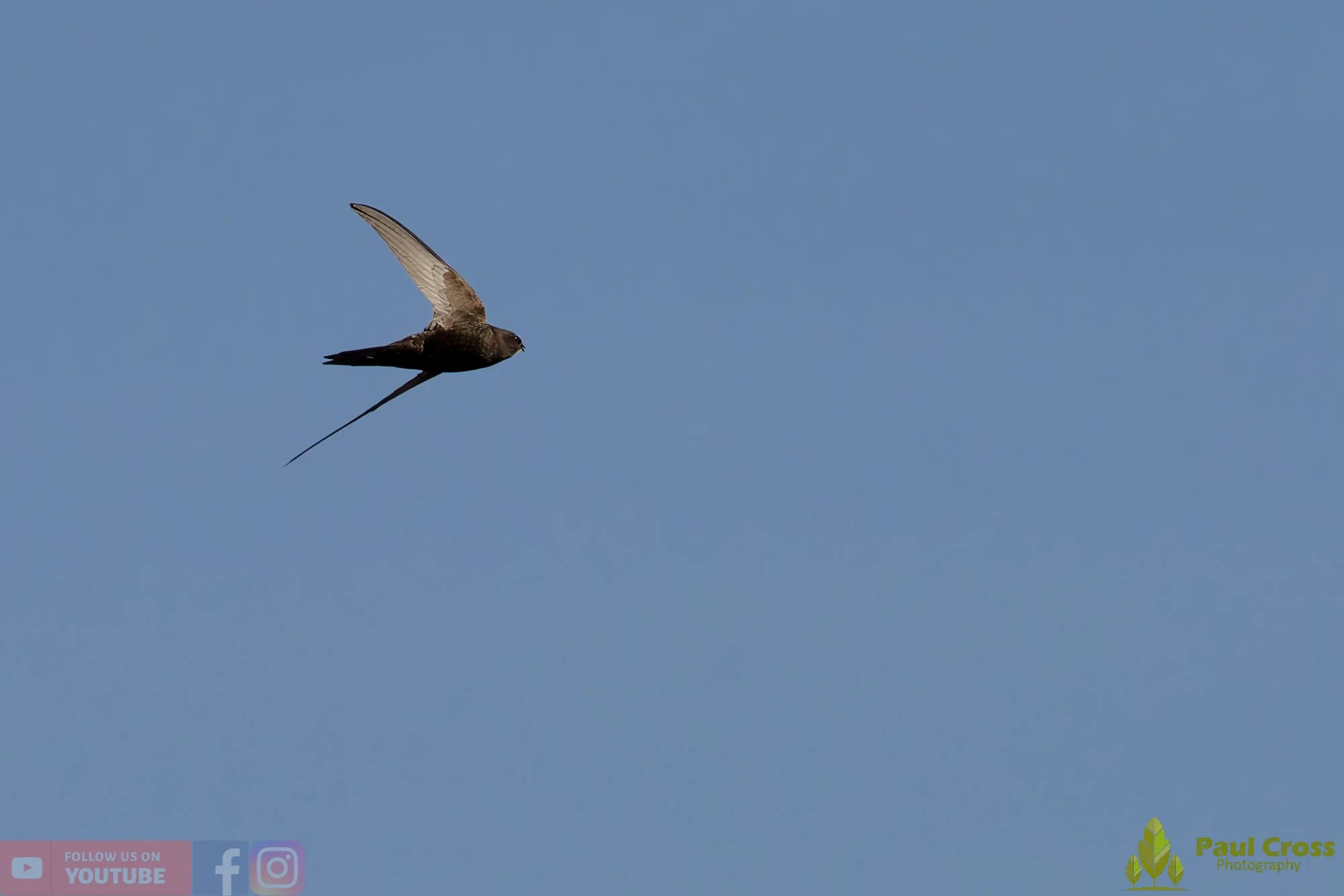 Swift-00095.jpg