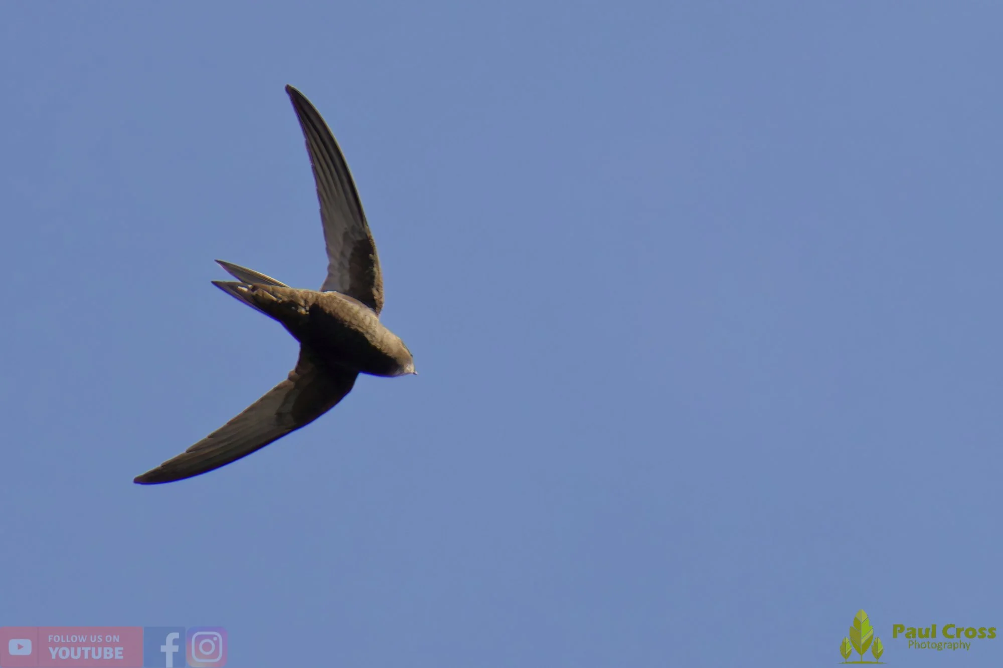 Swift-00097.jpg