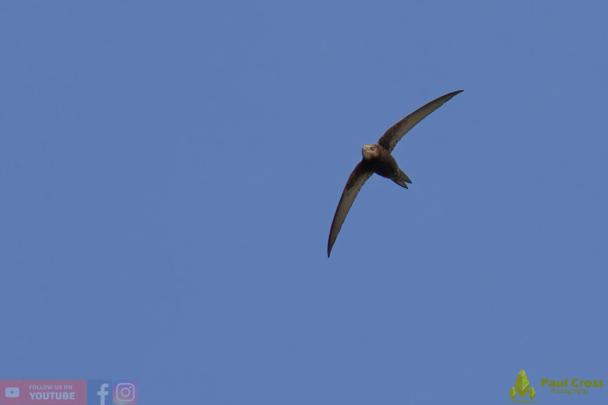 Swift-00098.jpg
