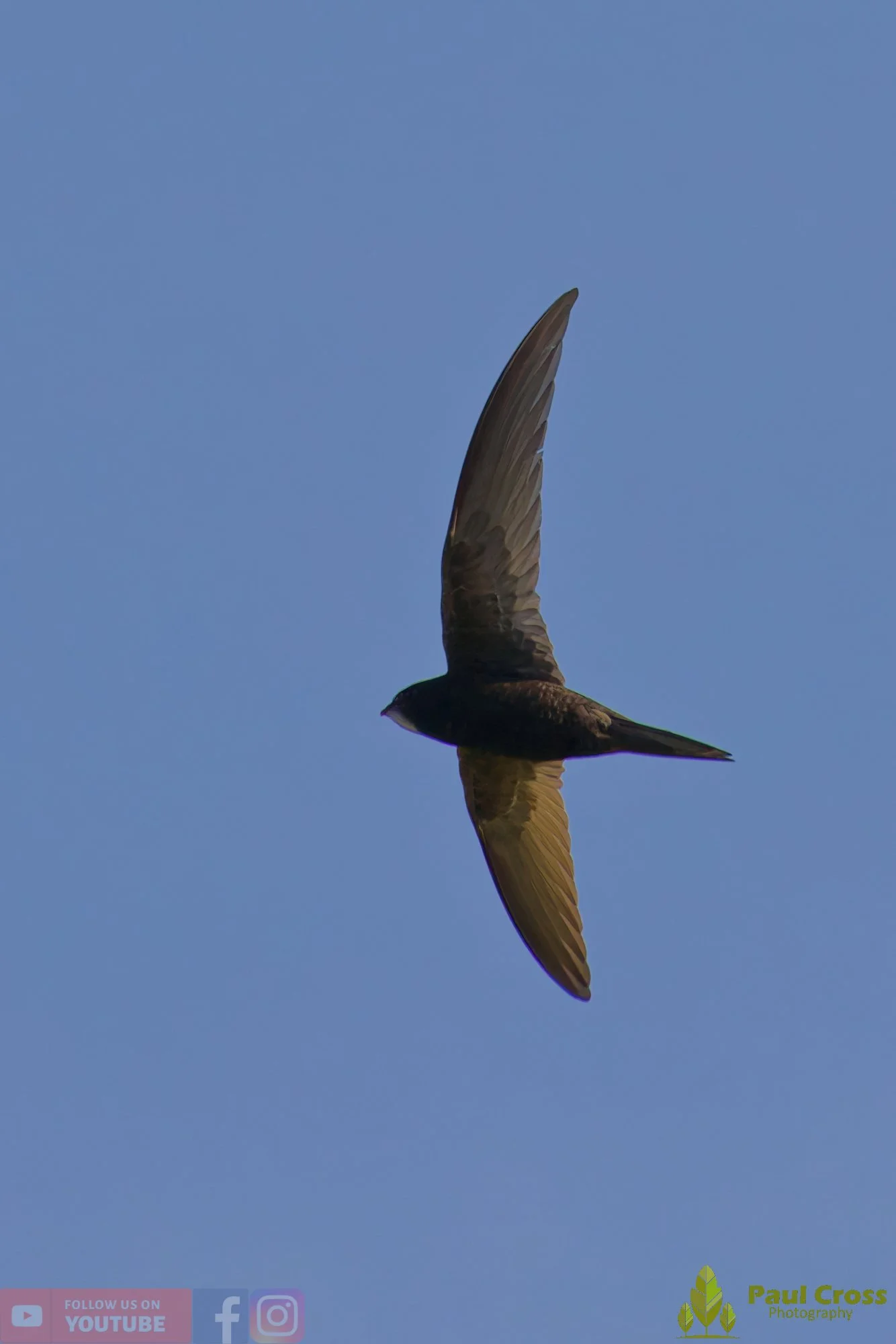 Swift-00099.jpg