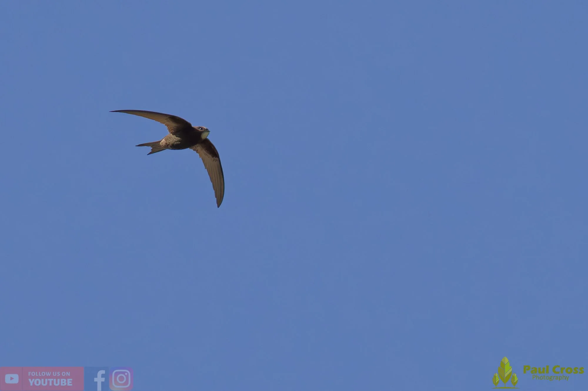 Swift-00100.jpg