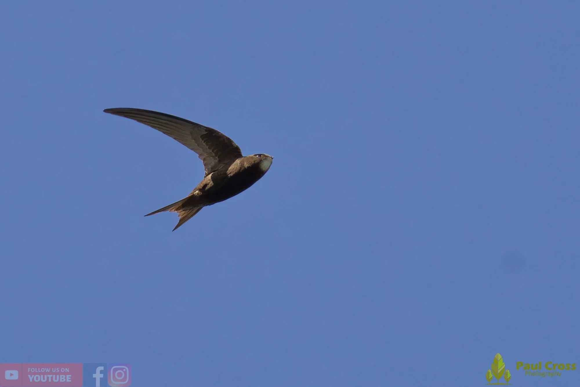 Swift-00101.jpg