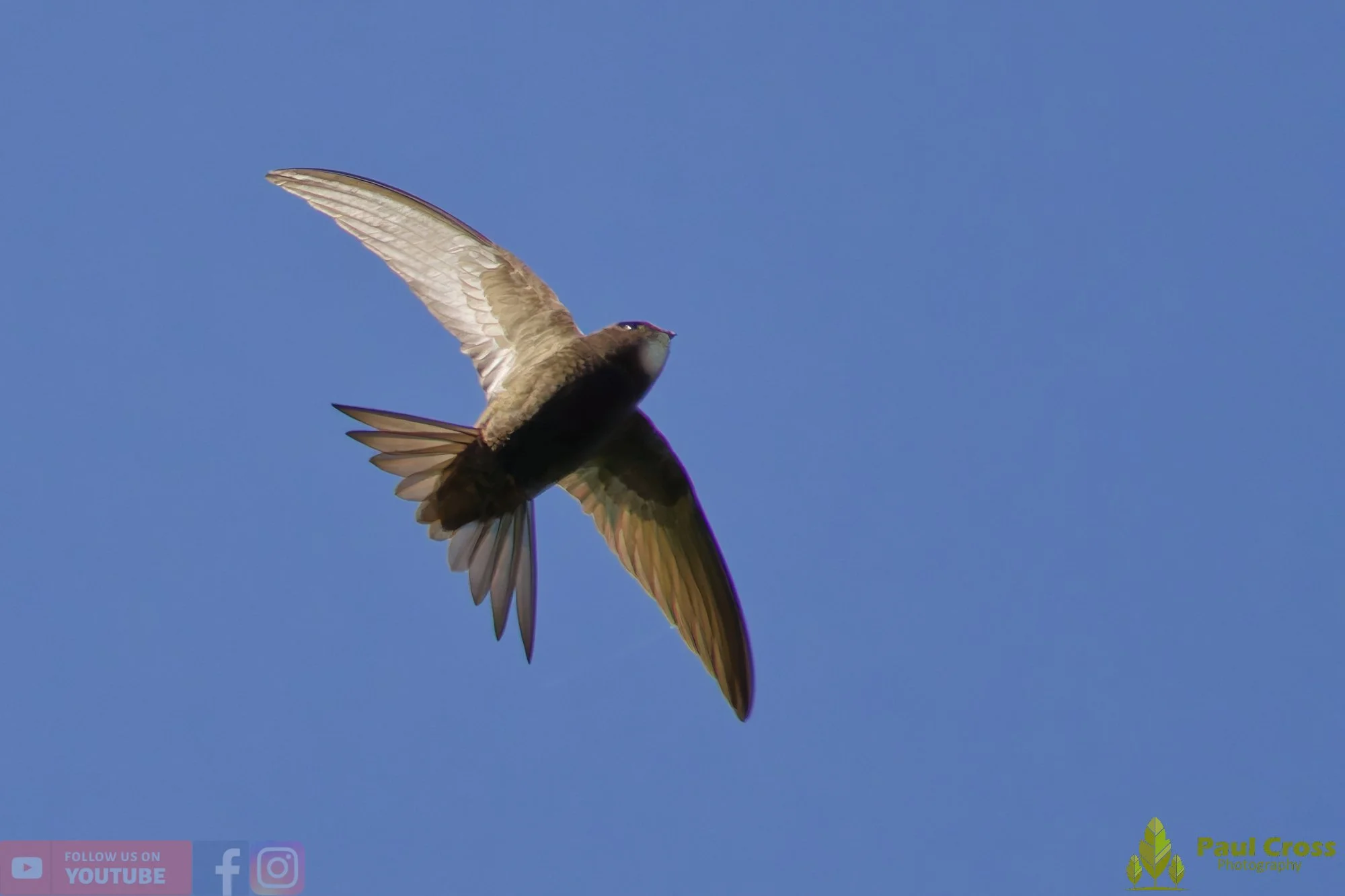 Swift-00103.jpg