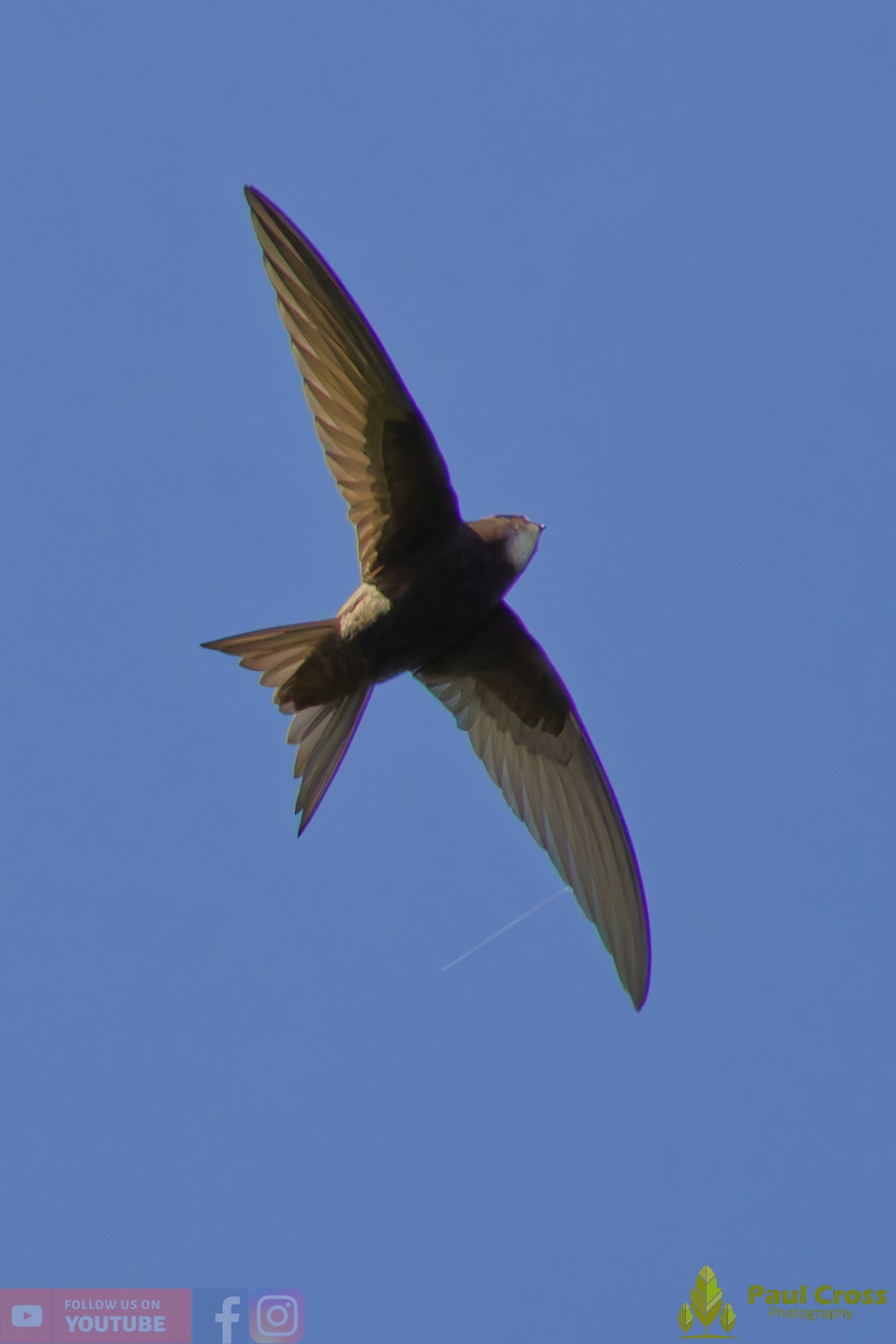 Swift-00104.jpg