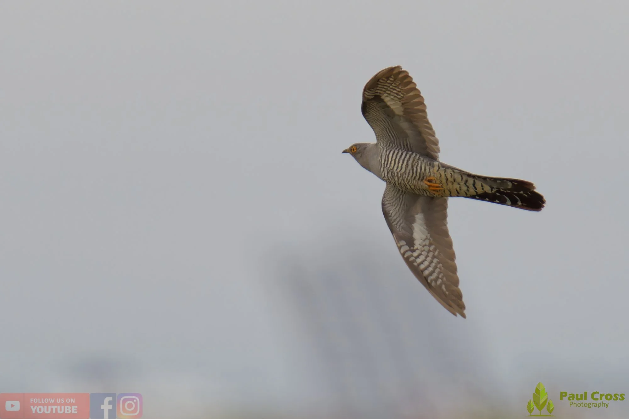 Common Cuckoo-00001.jpg