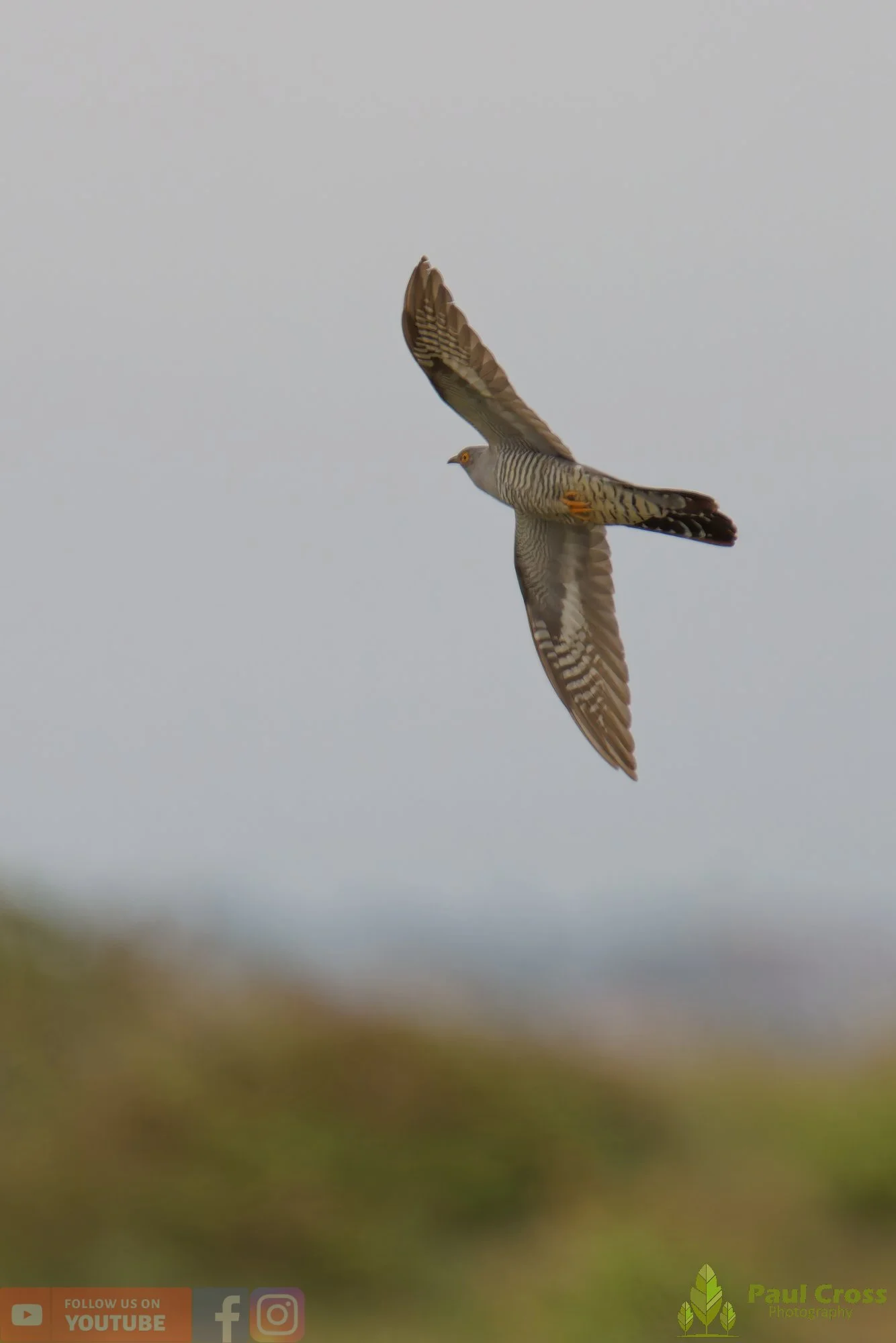 Common Cuckoo-00002.jpg