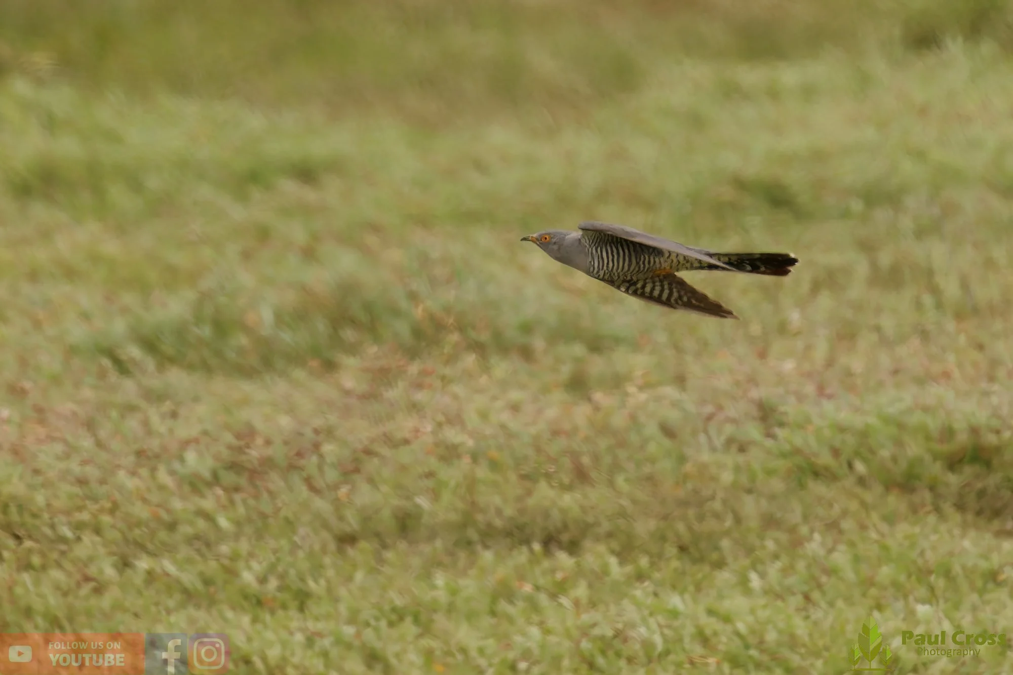 Common Cuckoo-00003.jpg