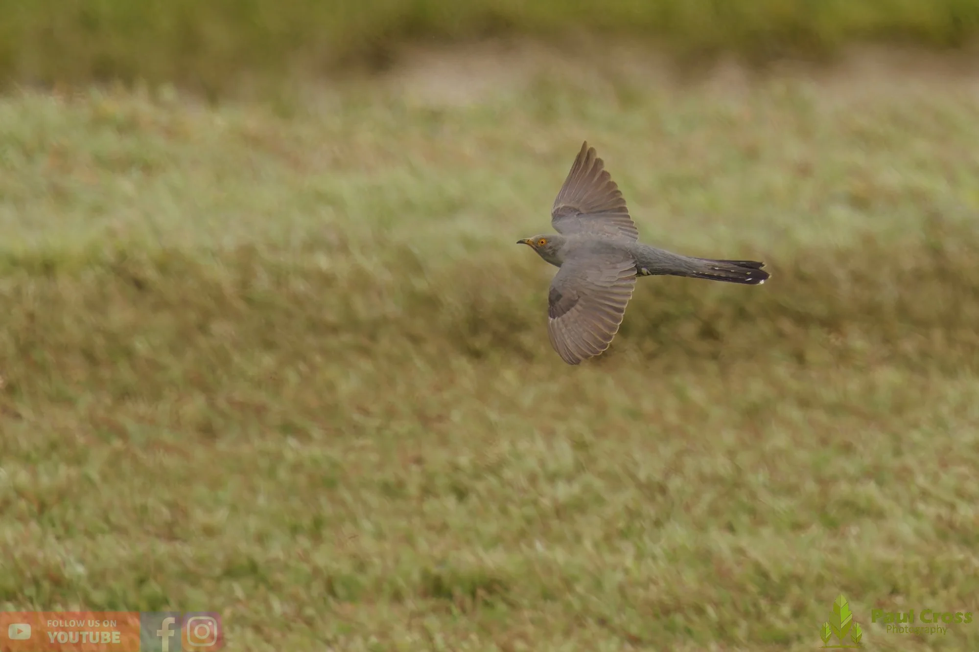 Common Cuckoo-00004.jpg