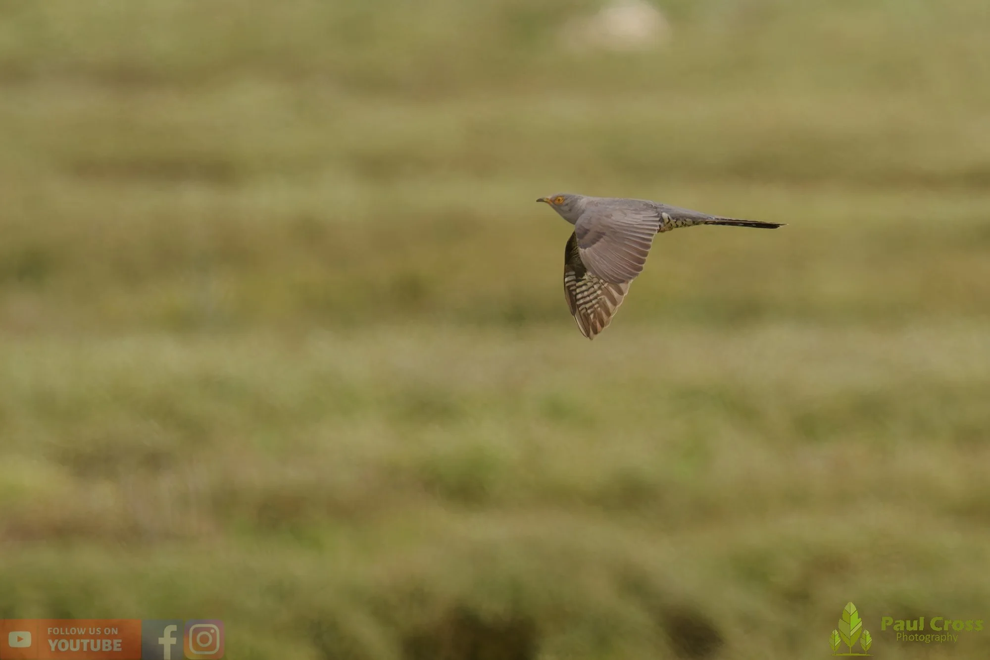 Common Cuckoo-00005.jpg