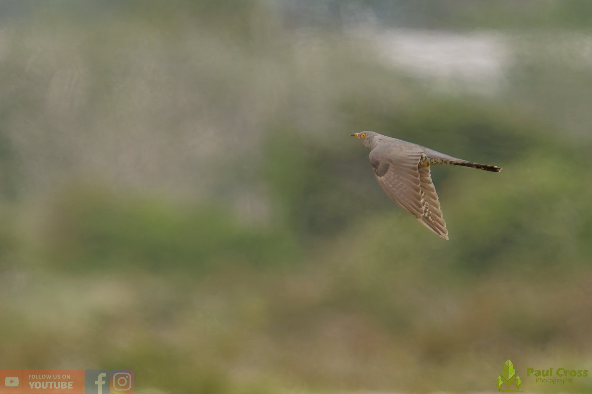 Common Cuckoo-00006.jpg