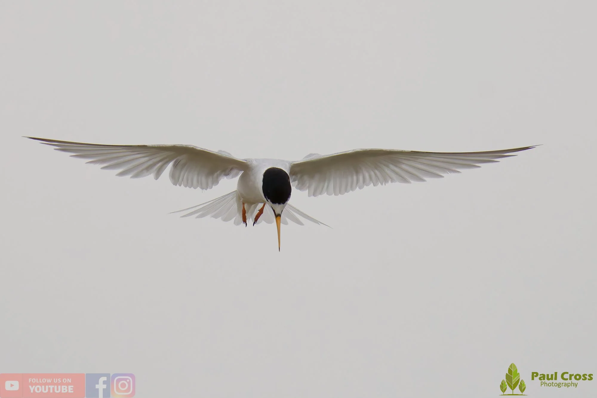 Little Tern-00319.jpg