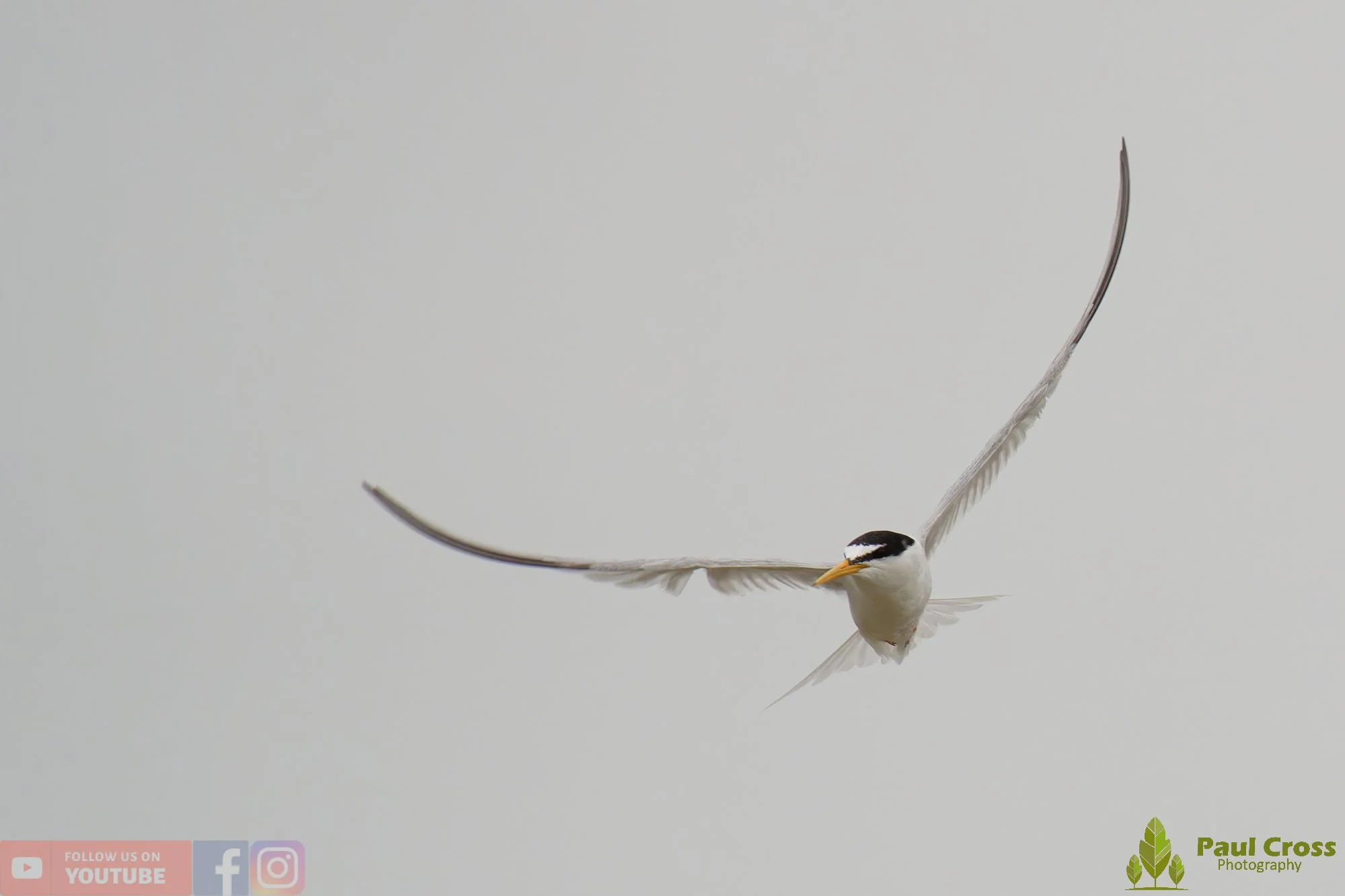 Little Tern-00320.jpg