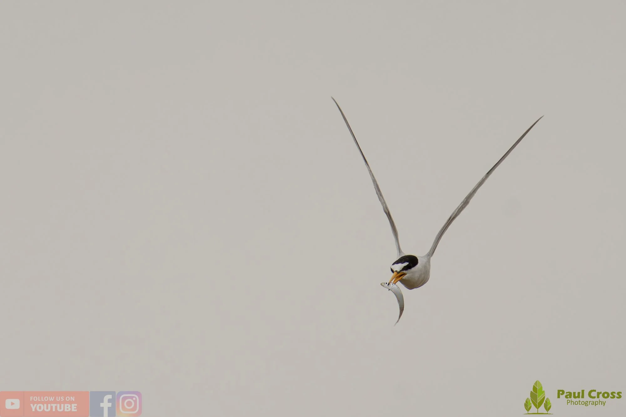 Little Tern-00325.jpg
