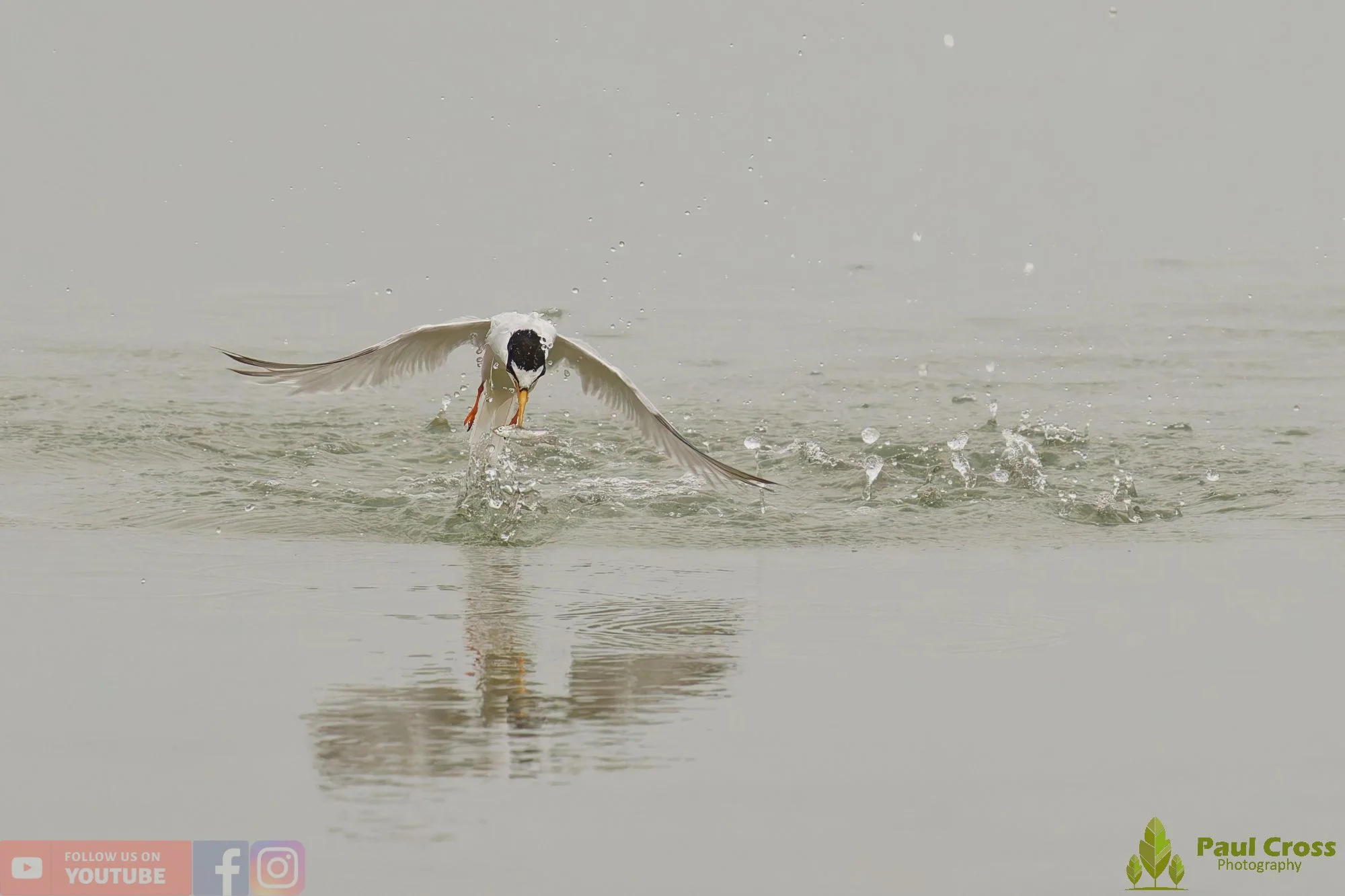 Little Tern-00326.jpg