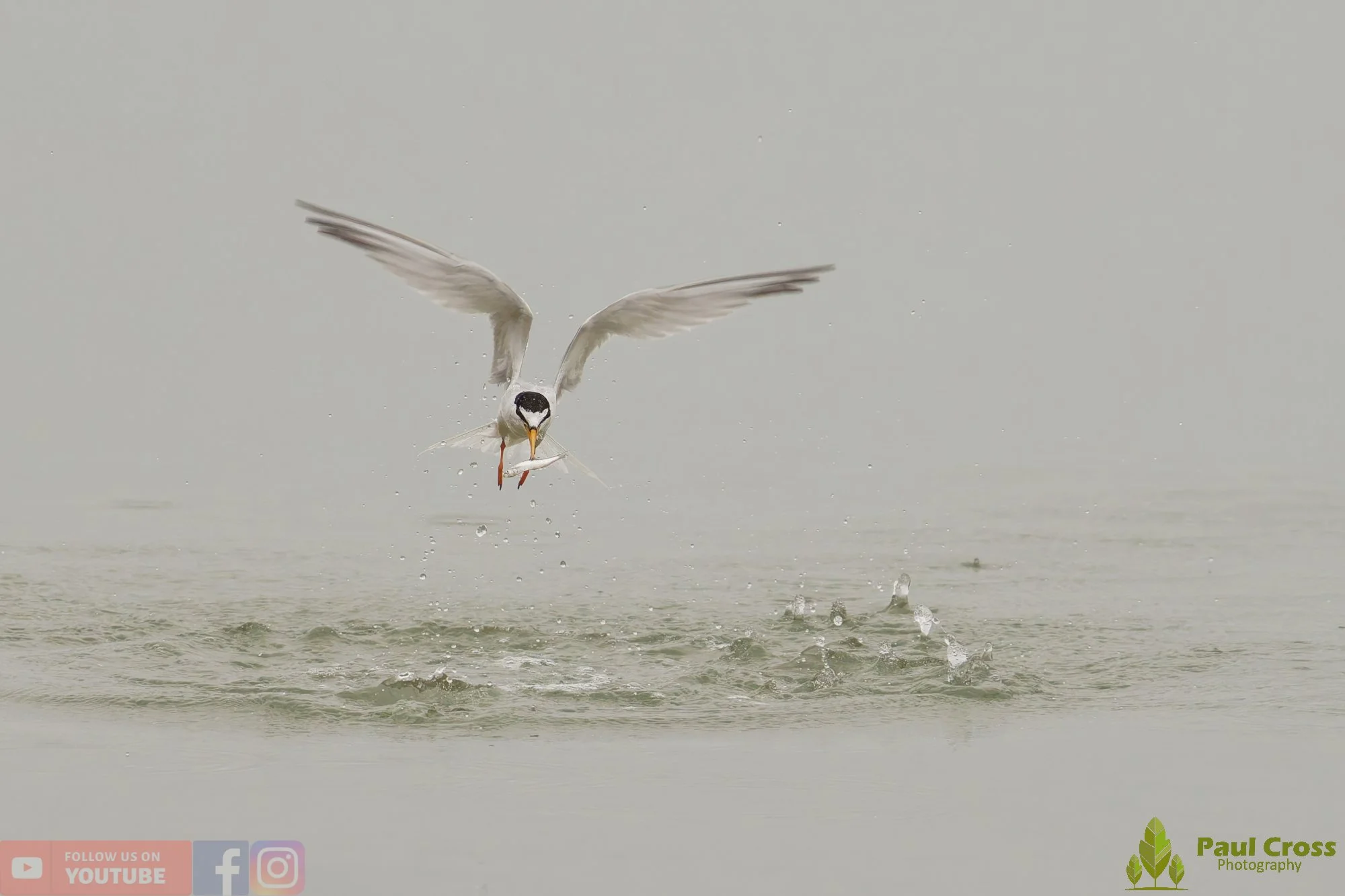 Little Tern-00327.jpg