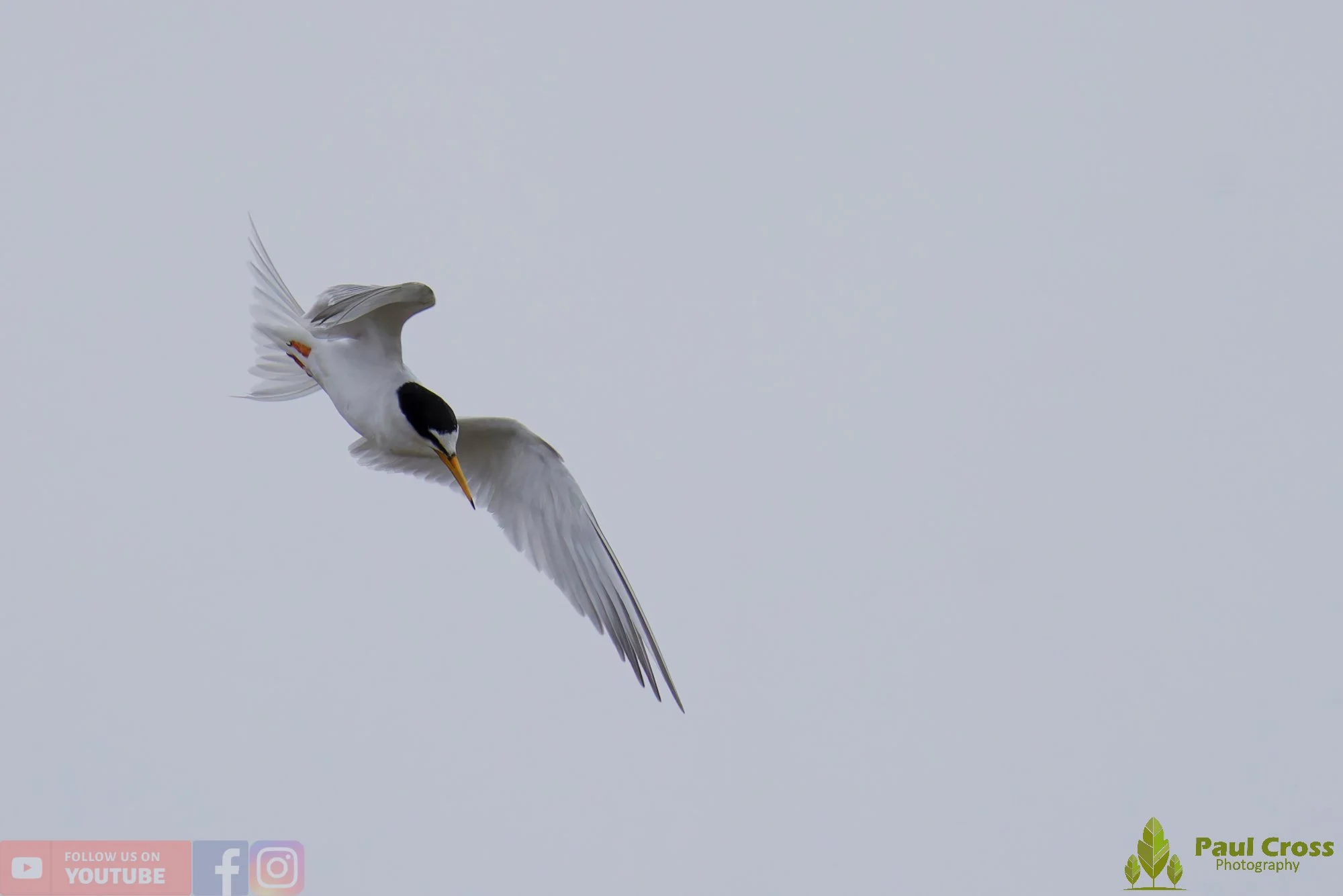 Little Tern-00332.jpg