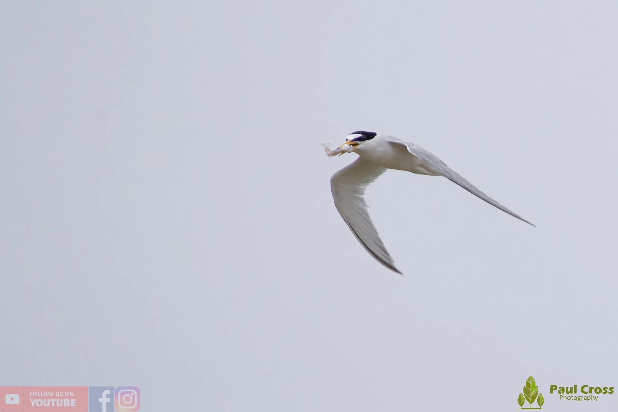 Little Tern-00333.jpg