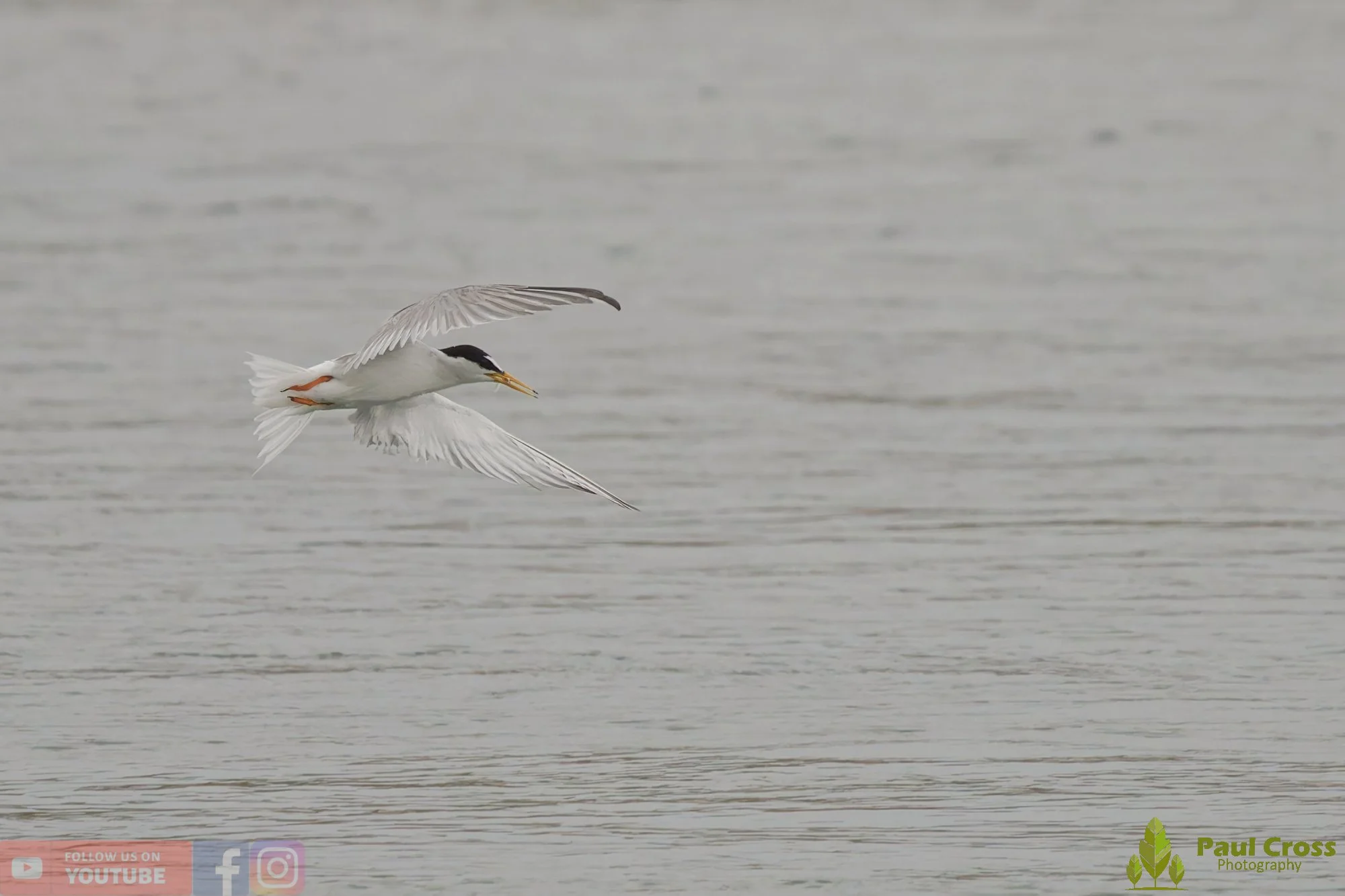 Little Tern-00334.jpg