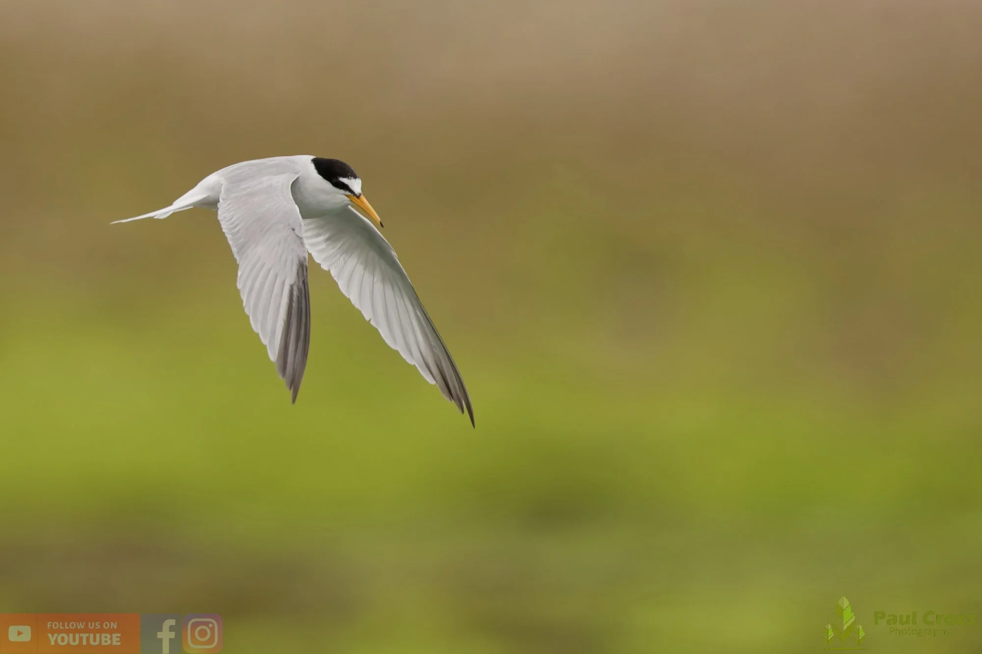 Little Tern-00335.jpg