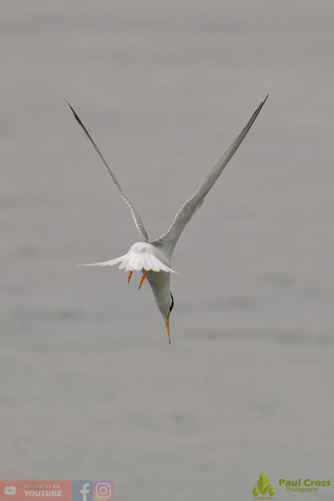 Little Tern-00337.jpg