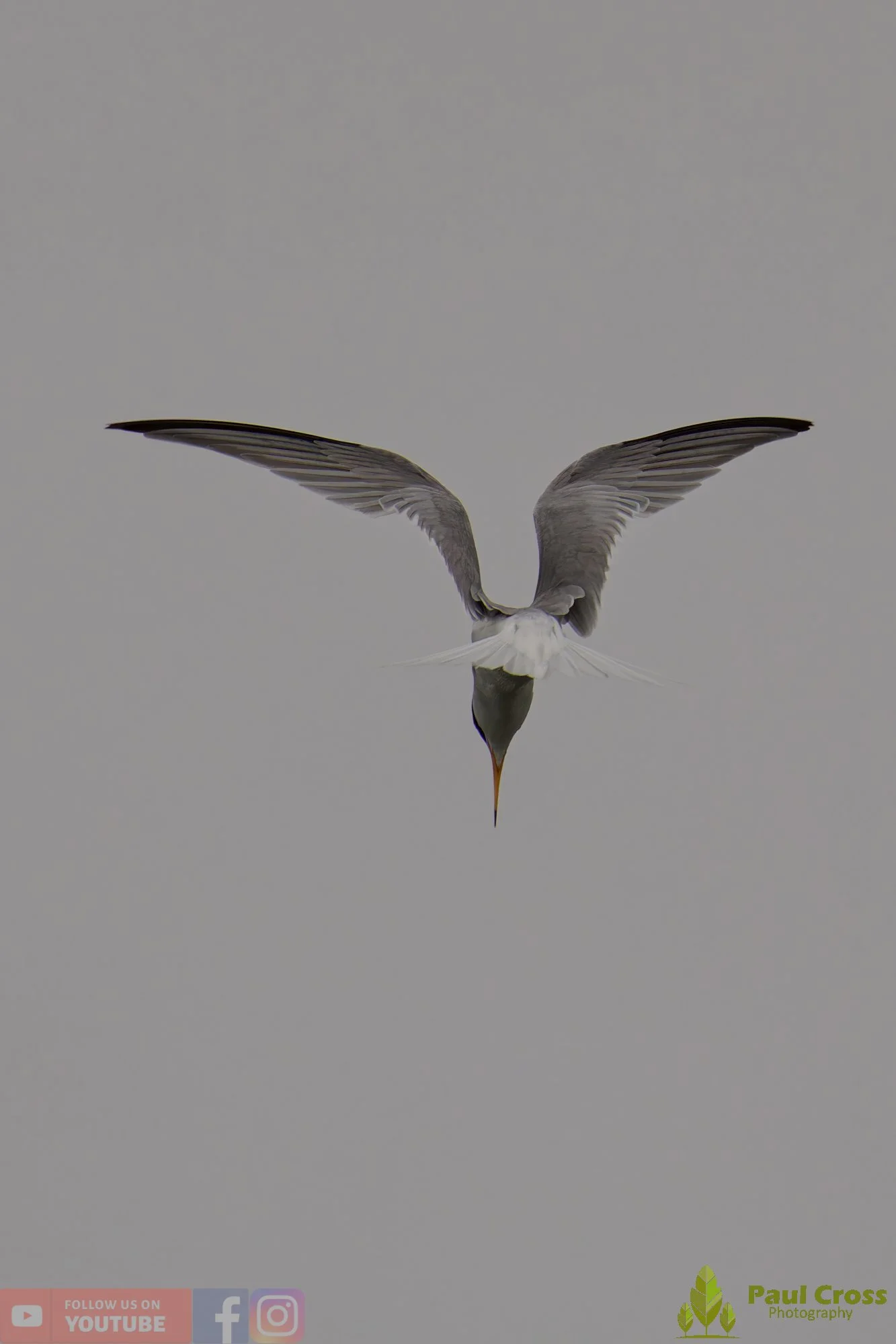Little Tern-00338.jpg