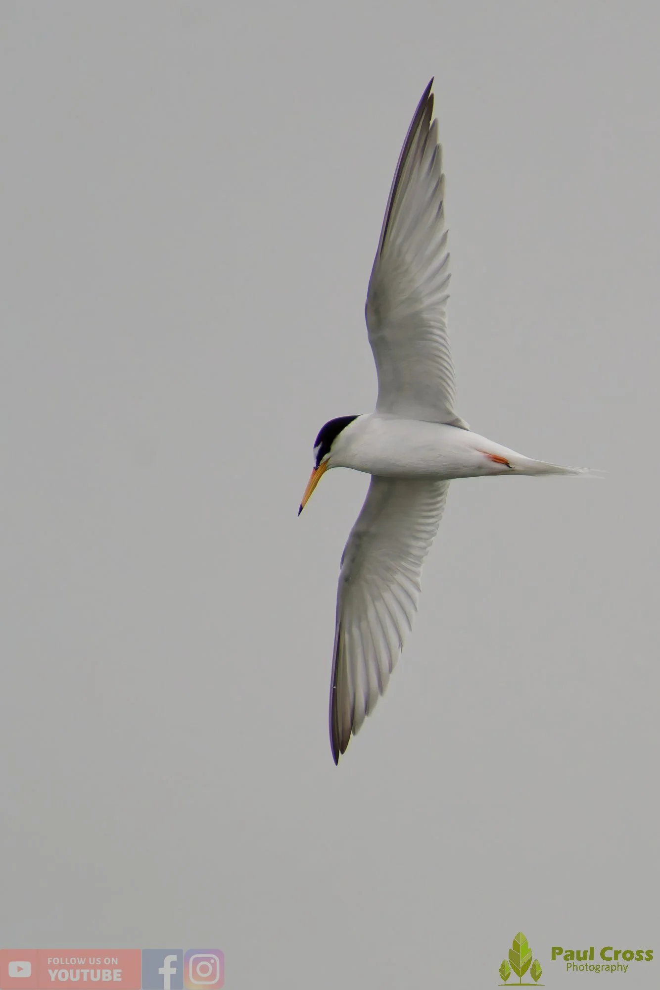 Little Tern-00341.jpg