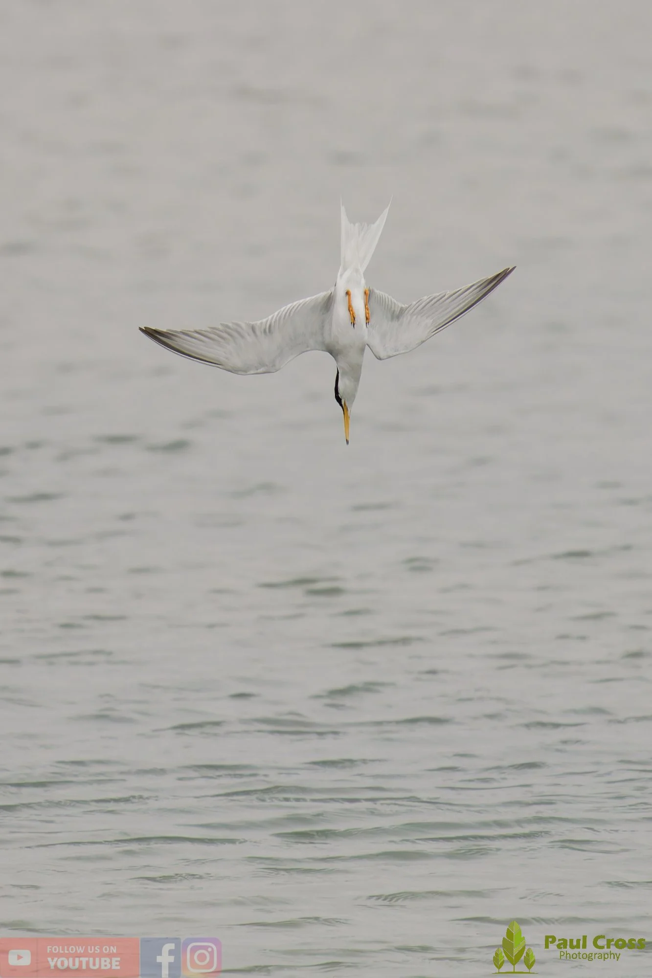 Little Tern-00346.jpg