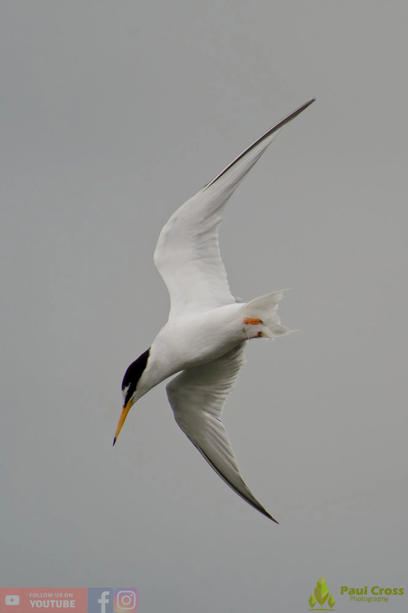 Little Tern-00358.jpg
