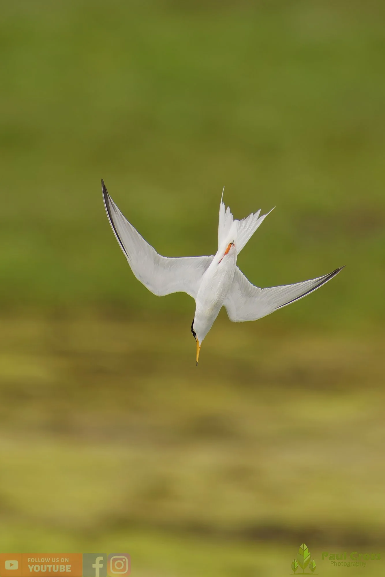 Little Tern-00359.jpg