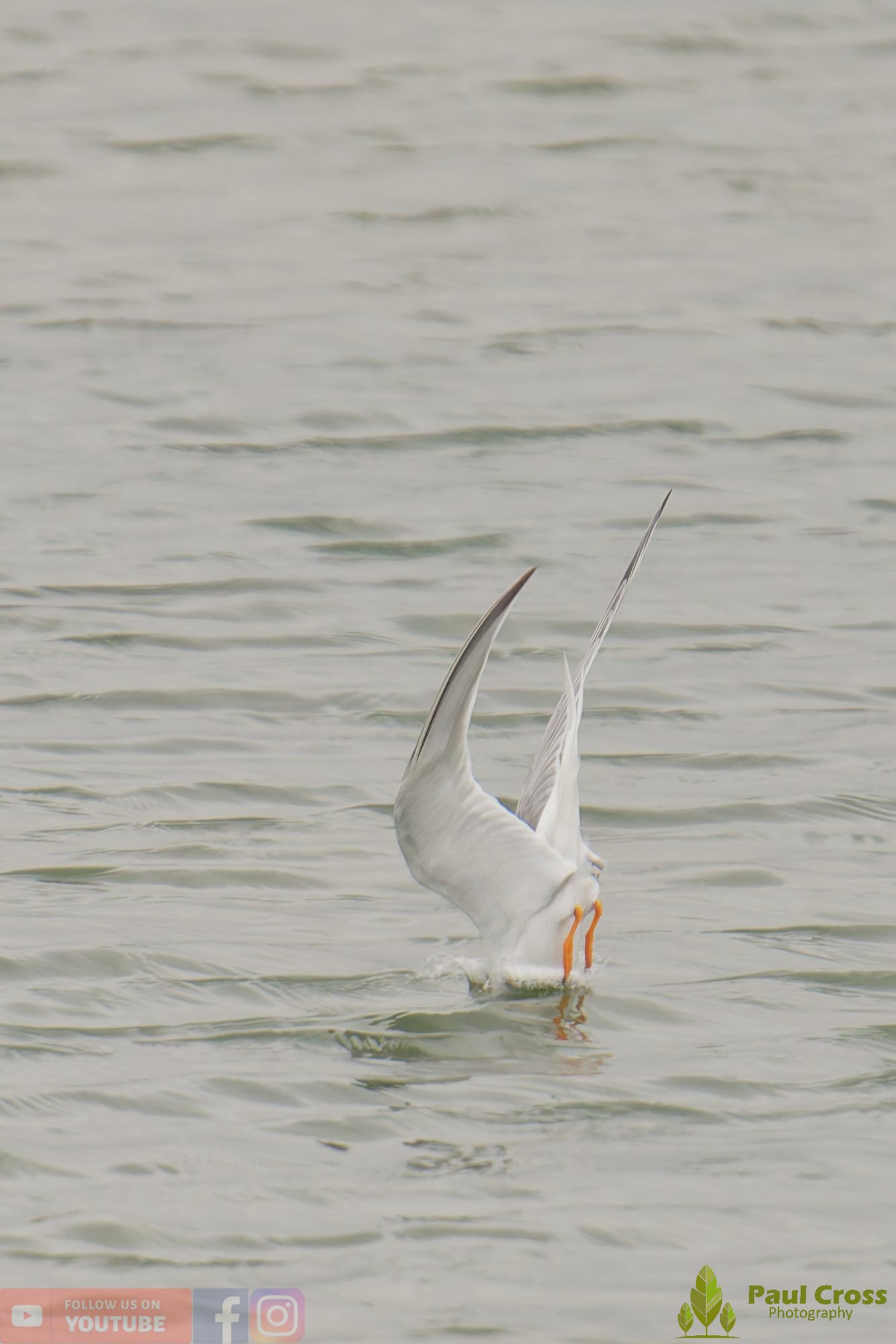 Little Tern-00363.jpg
