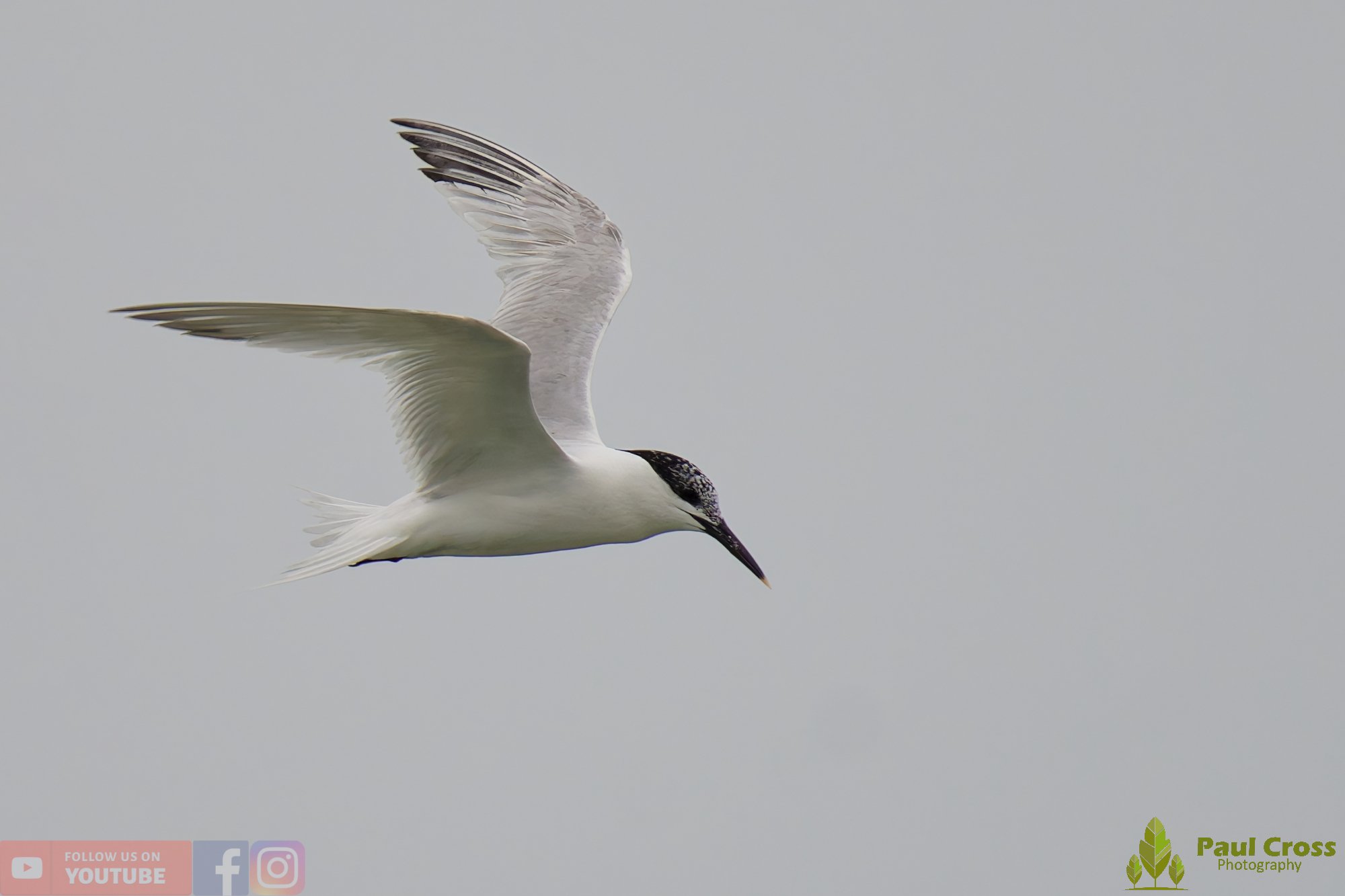 Sandwich Tern-00172.jpg