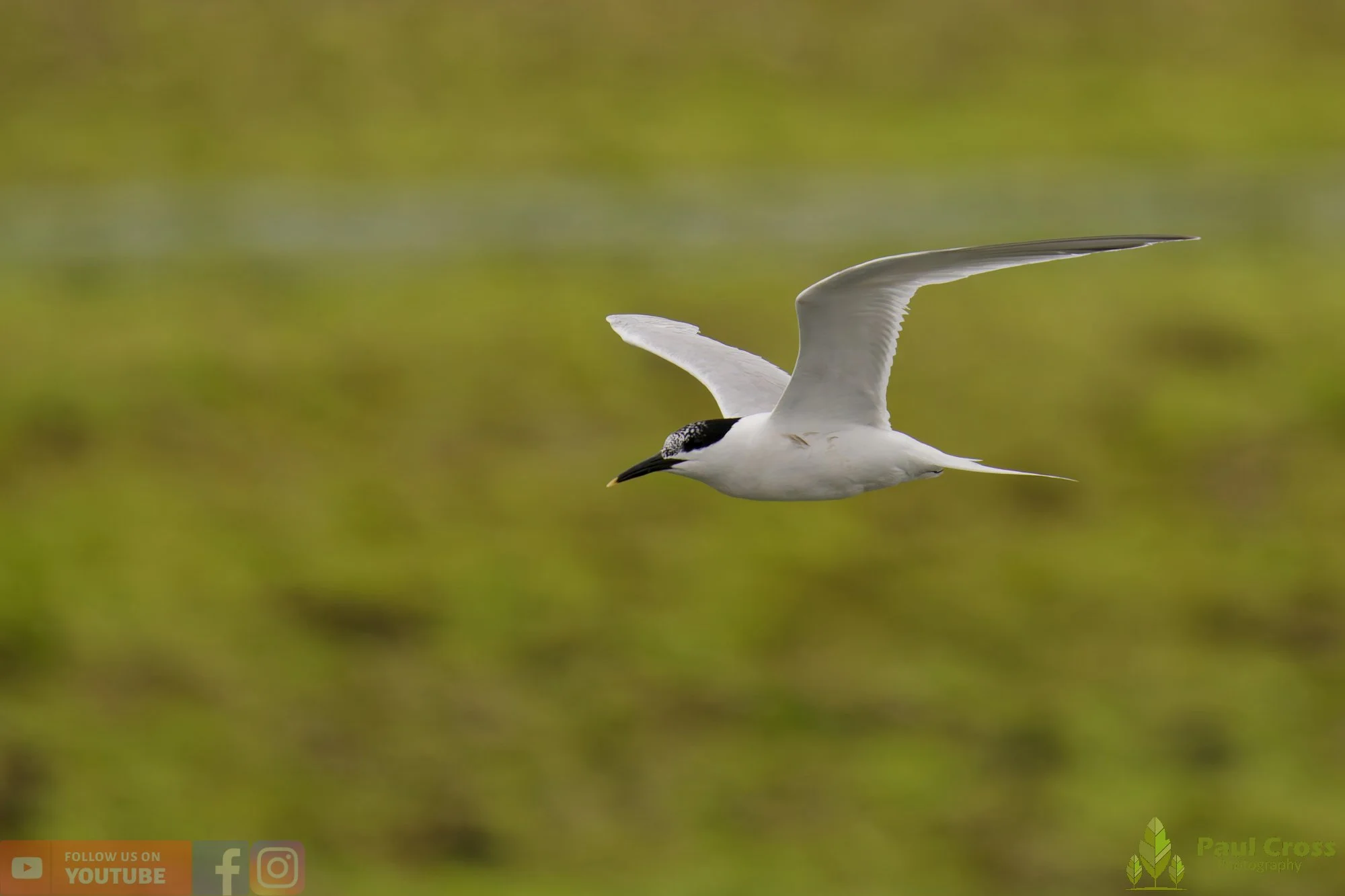 Sandwich Tern-00174.jpg