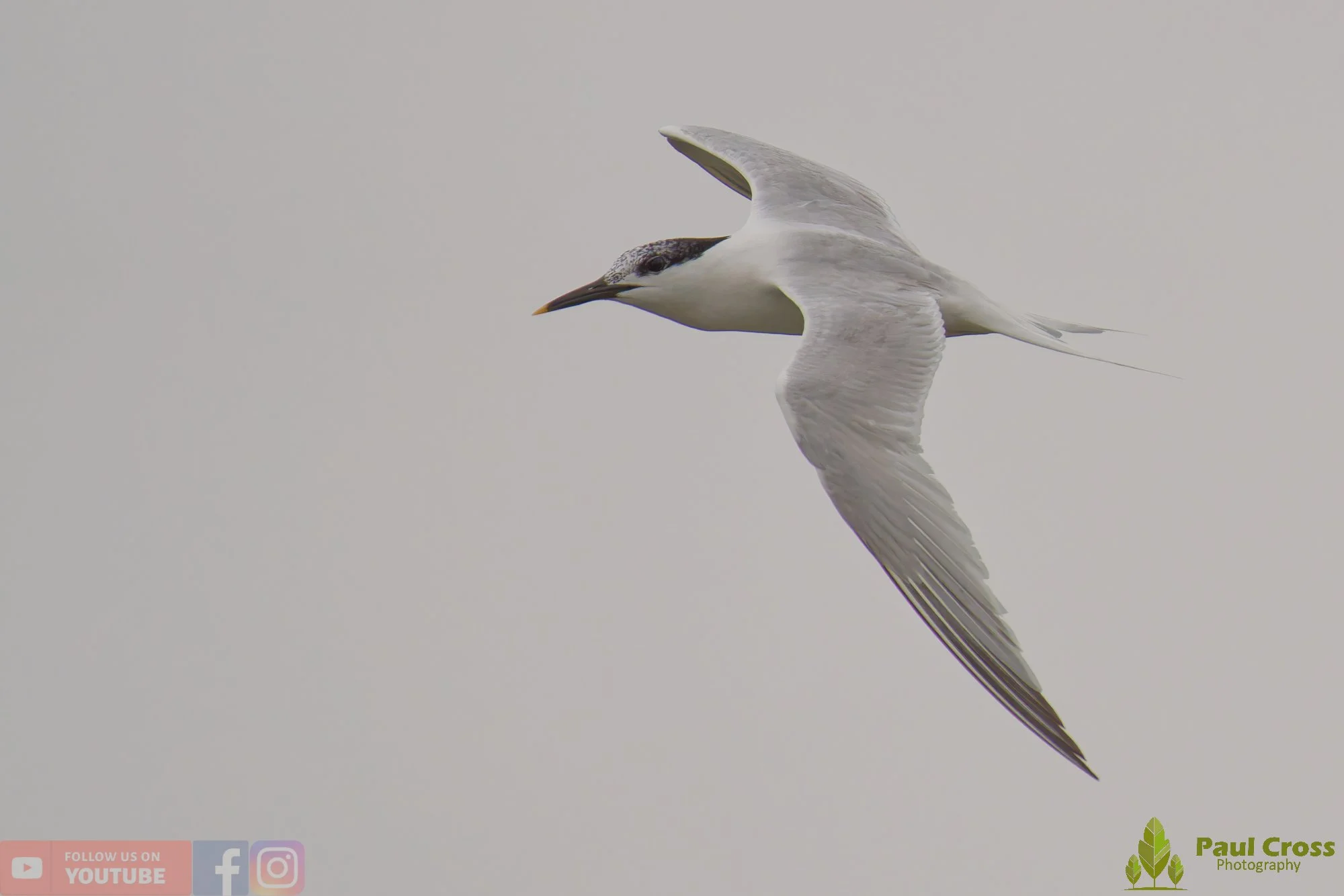 Sandwich Tern-00175.jpg