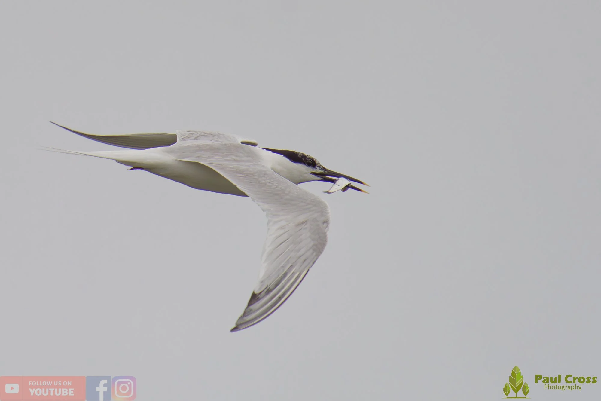 Sandwich Tern-00178.jpg