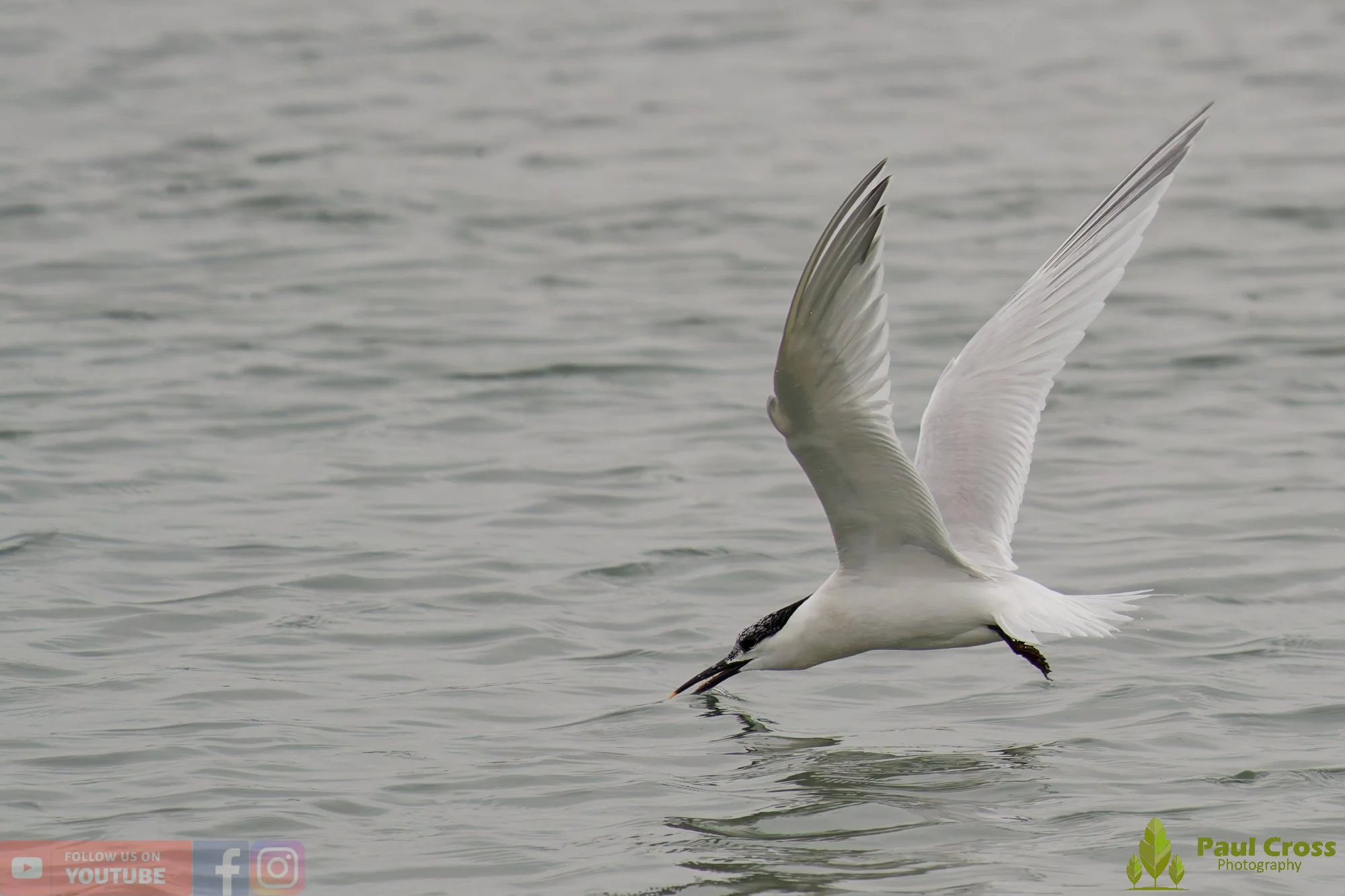 Sandwich Tern-00180.jpg