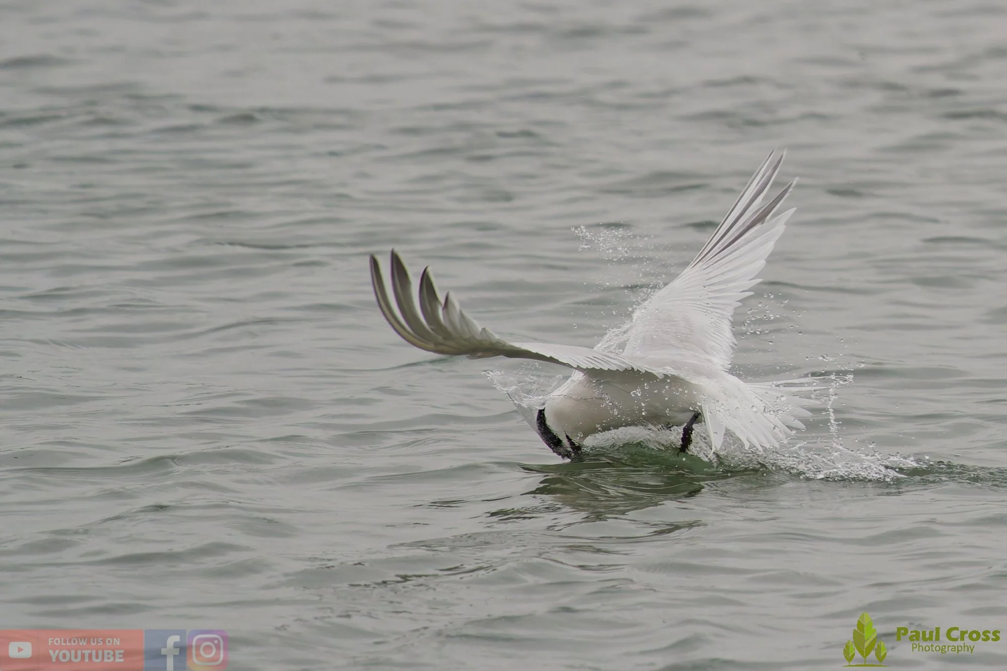 Sandwich Tern-00181.jpg