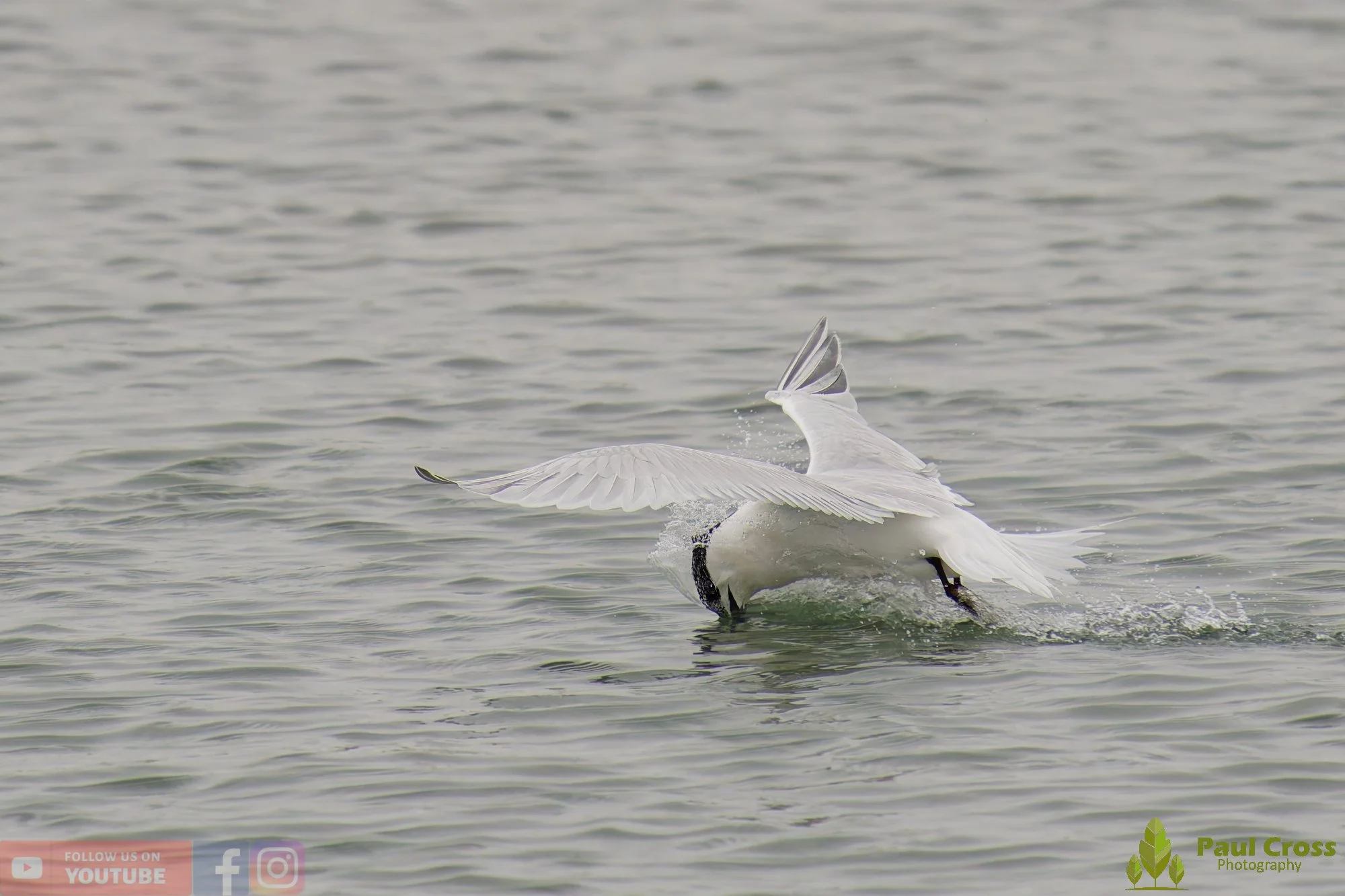Sandwich Tern-00182.jpg