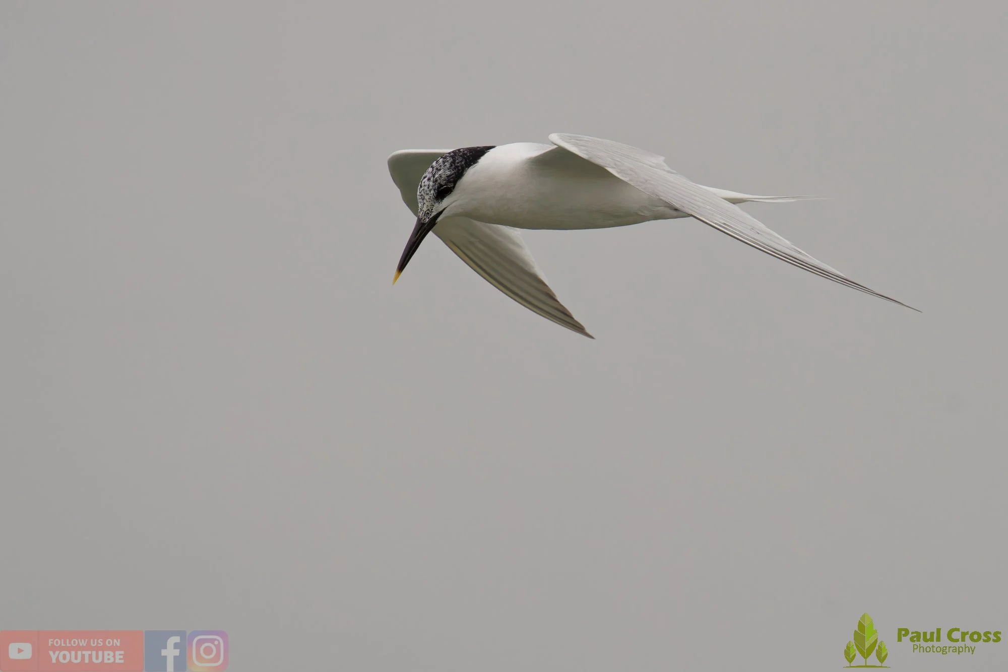 Sandwich Tern-00183.jpg