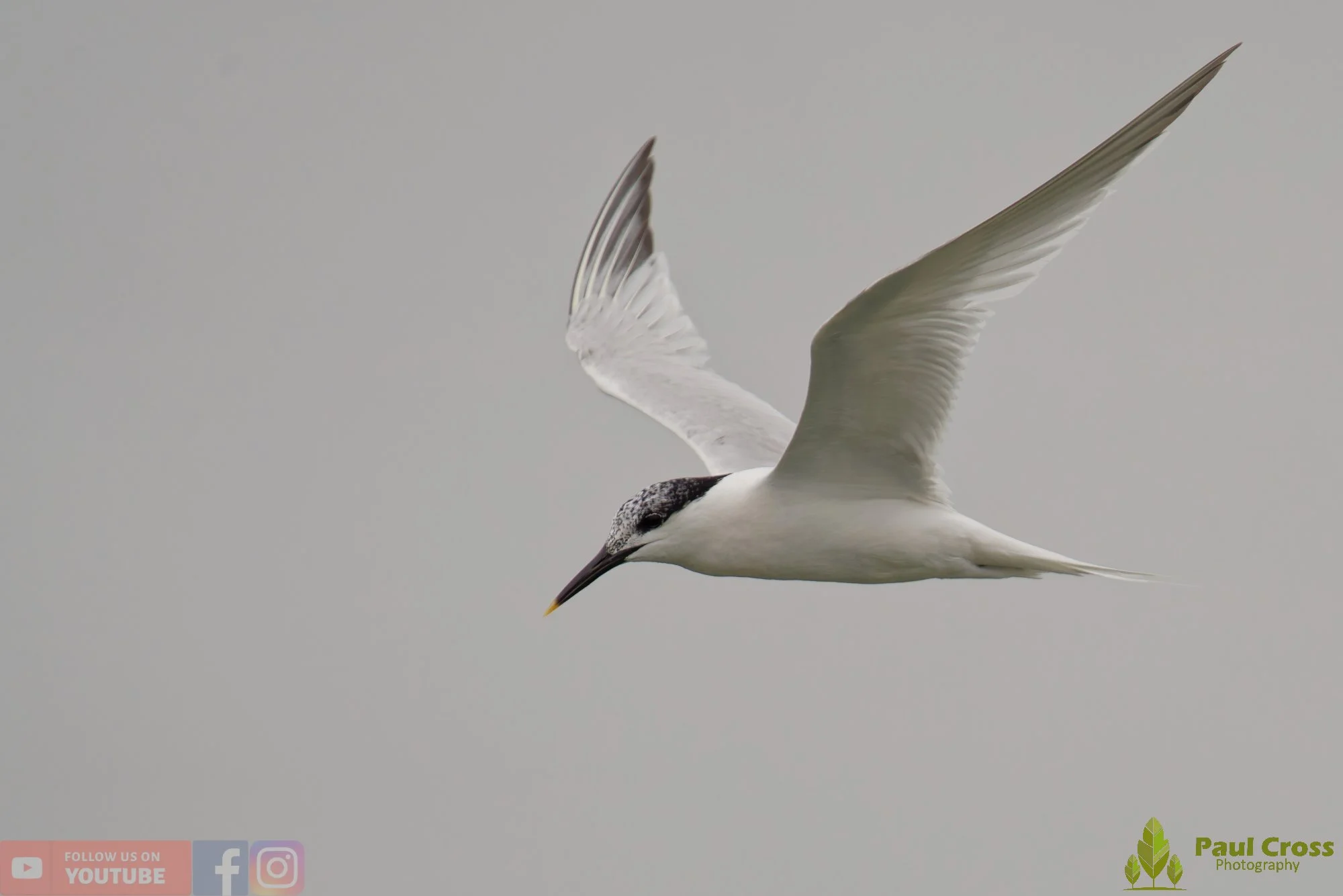 Sandwich Tern-00184.jpg