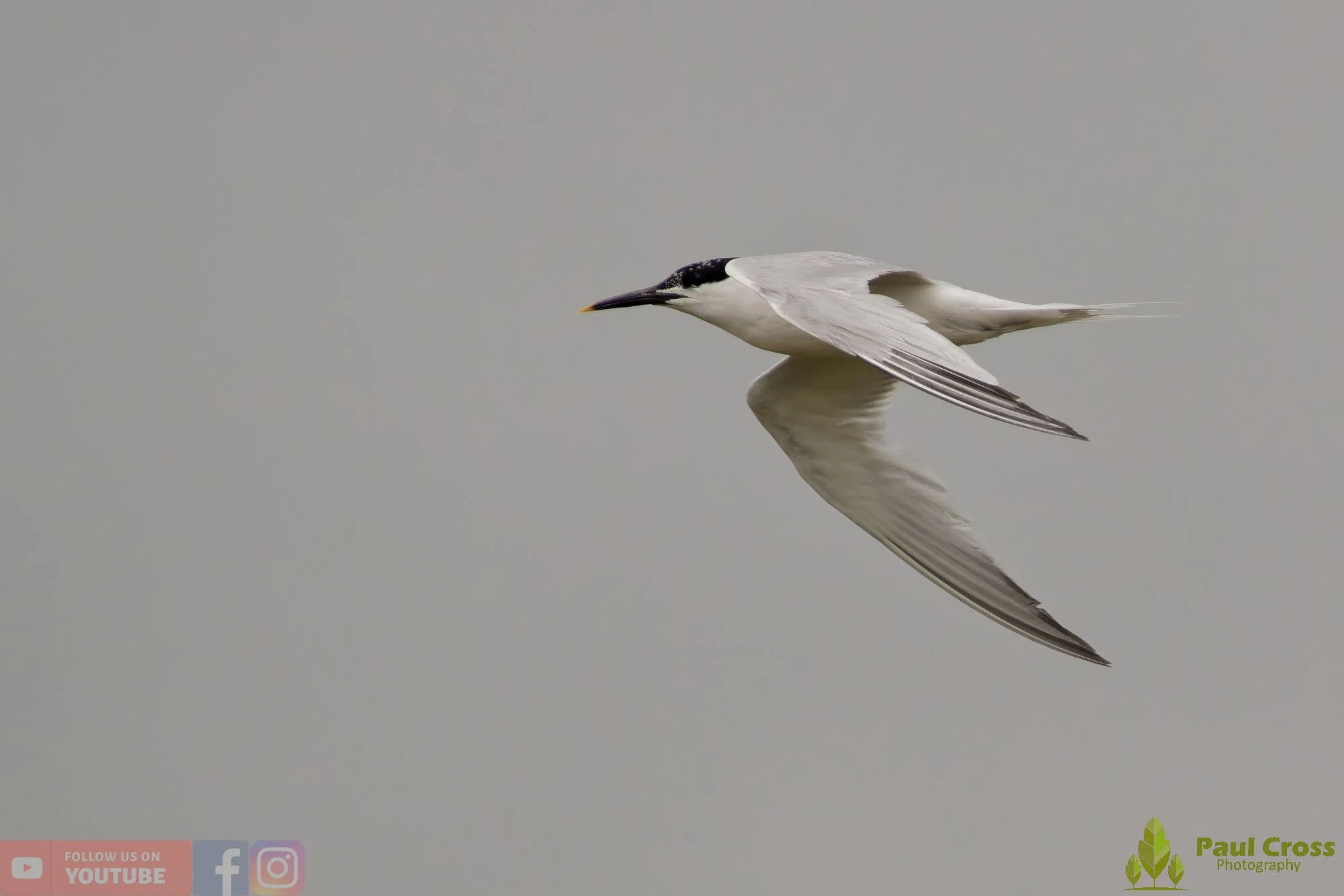 Sandwich Tern-00186.jpg