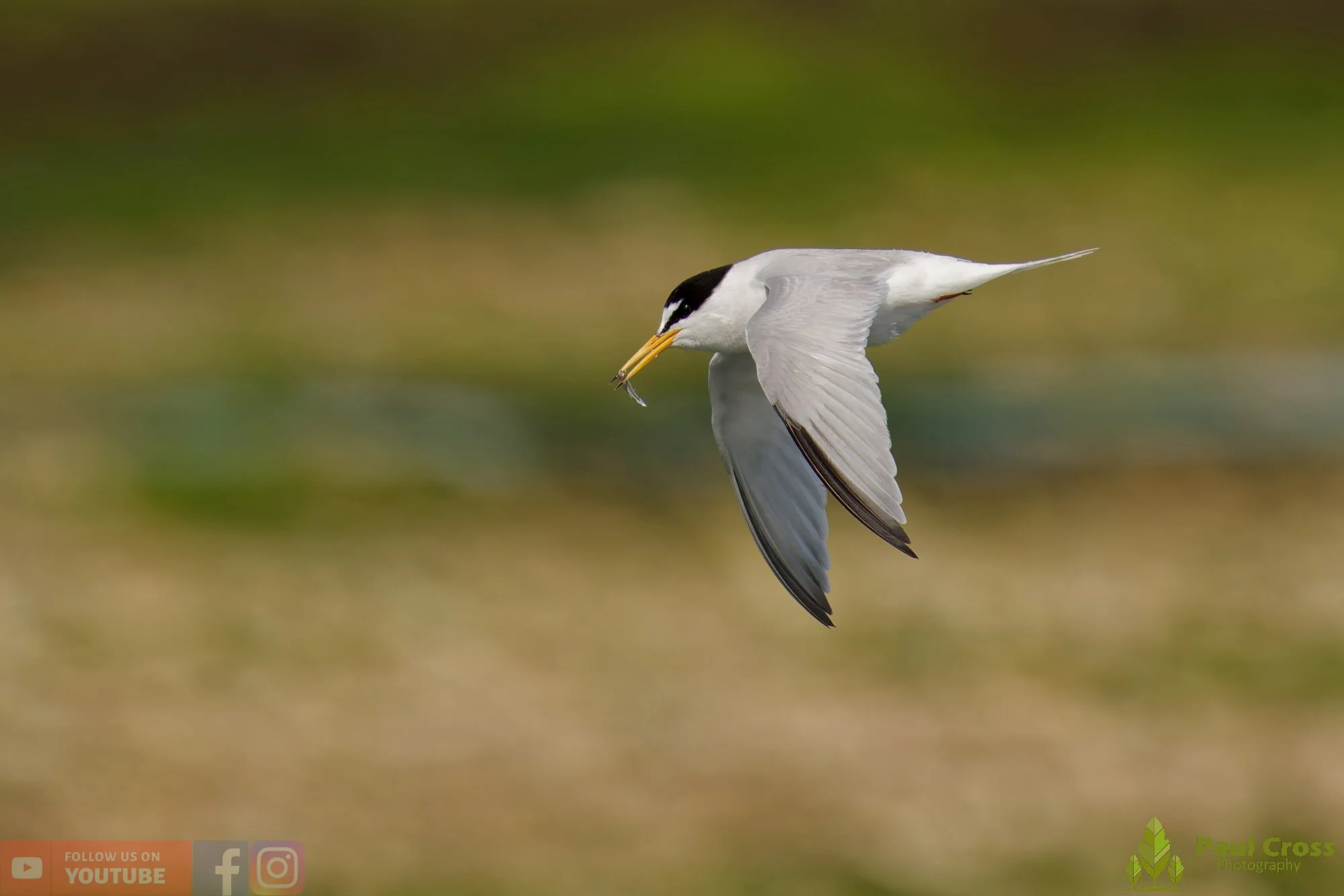Little Tern-00364.jpg