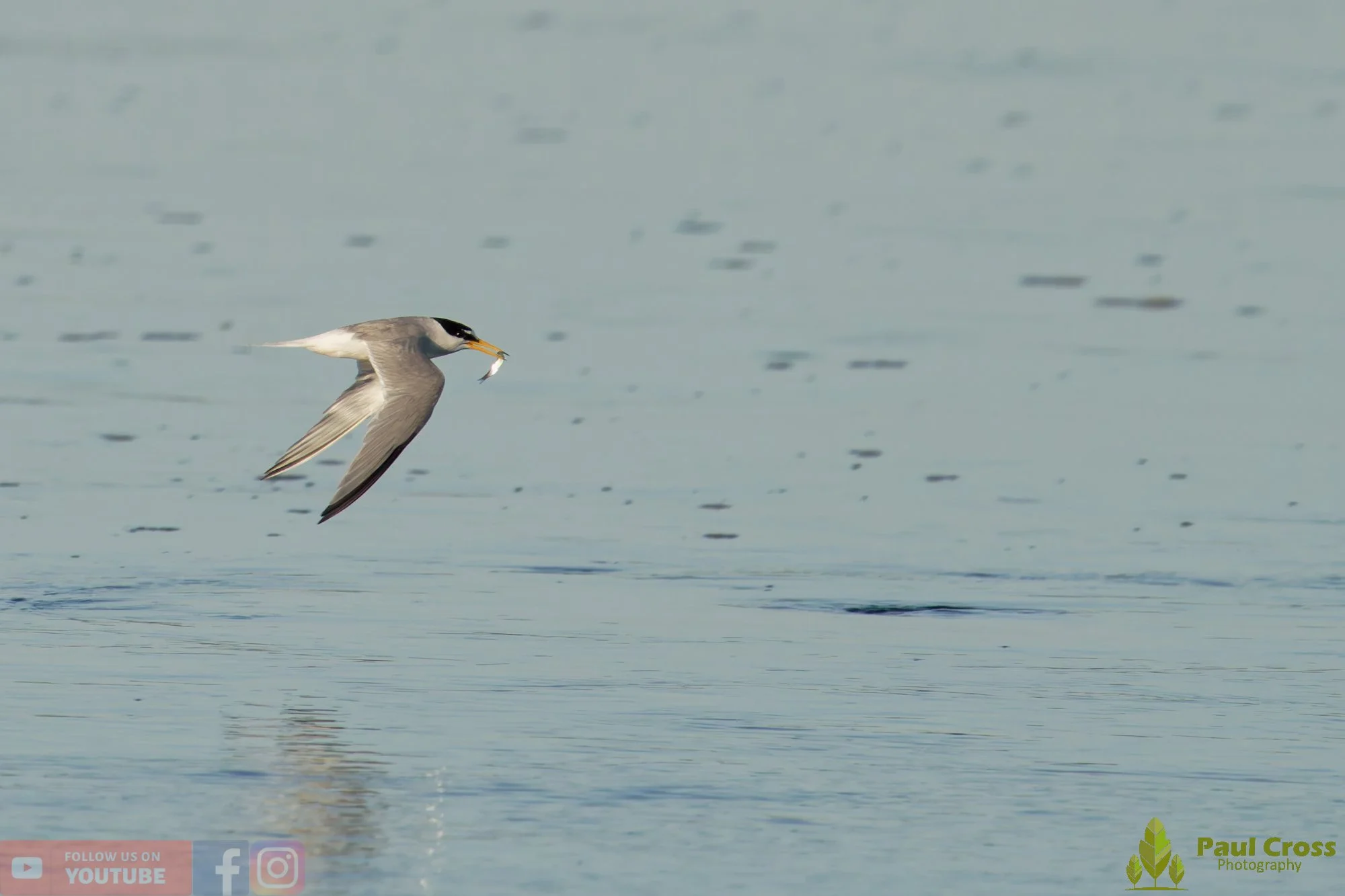 Little Tern-00366.jpg