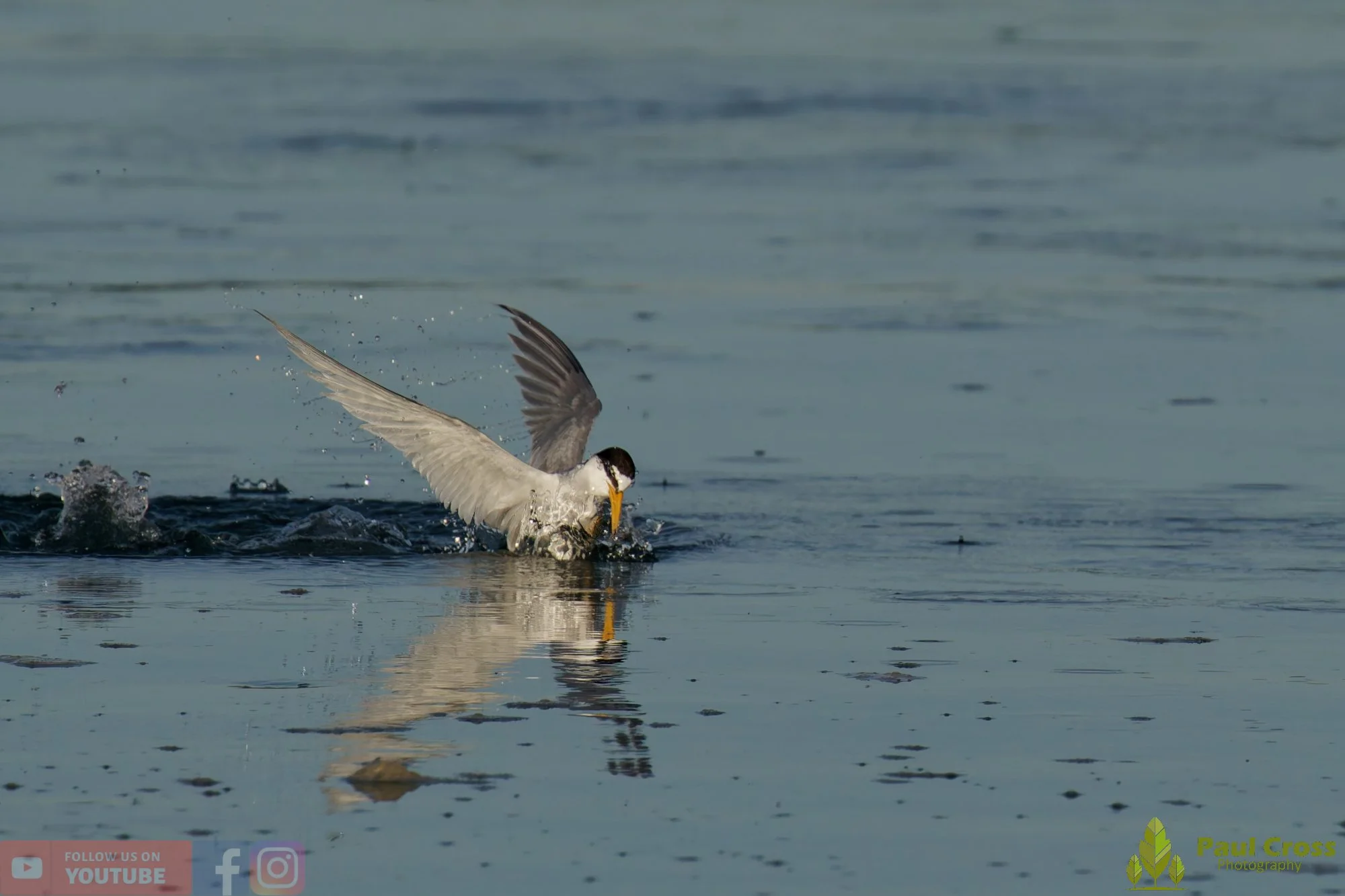 Little Tern-00368.jpg