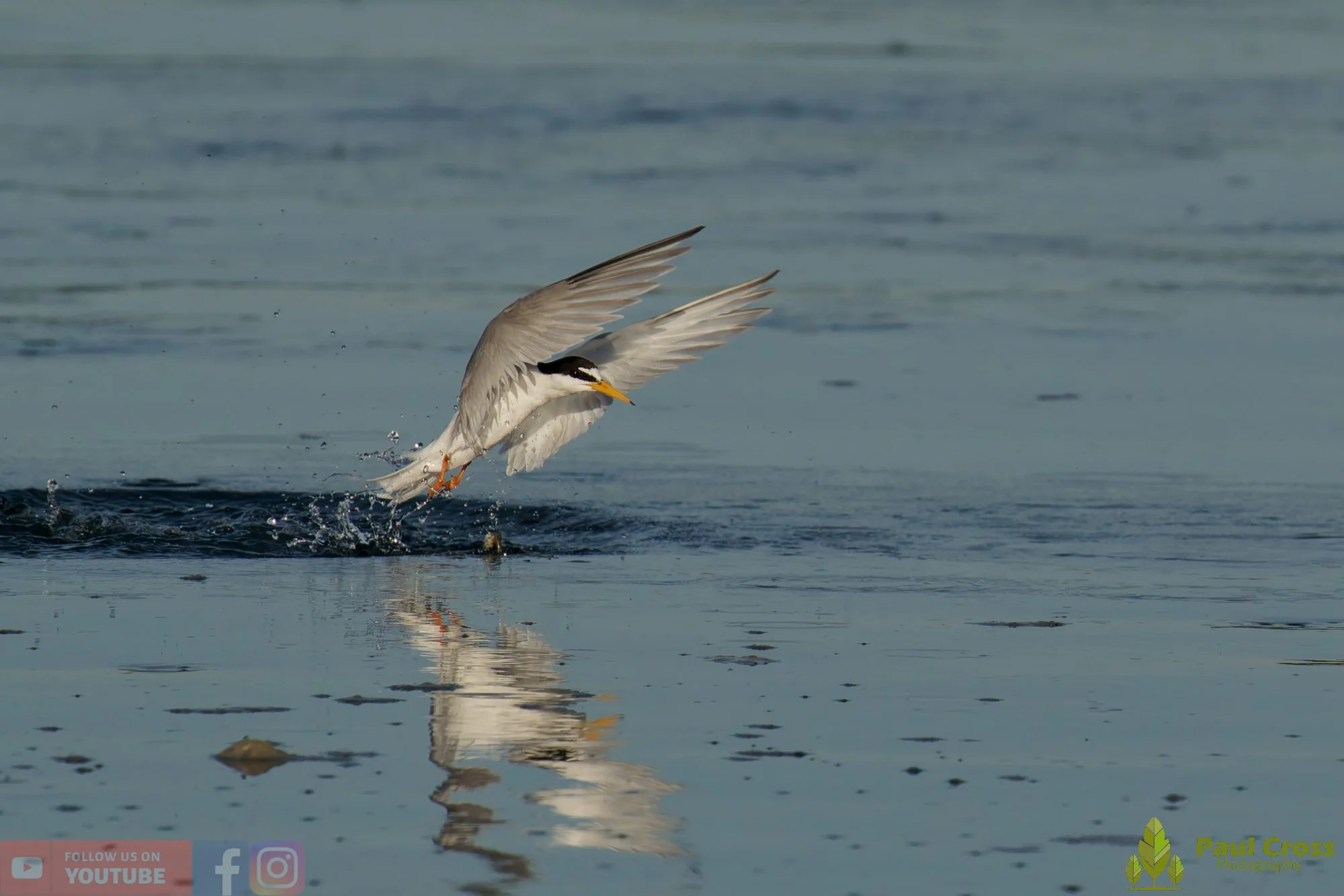 Little Tern-00369.jpg