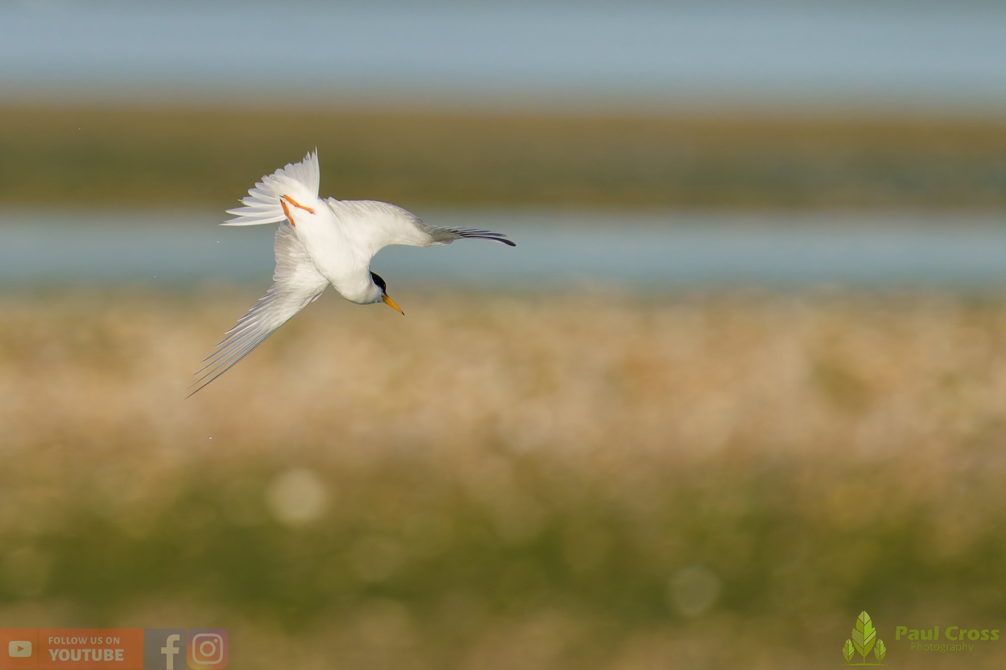 Little Tern-00374.jpg