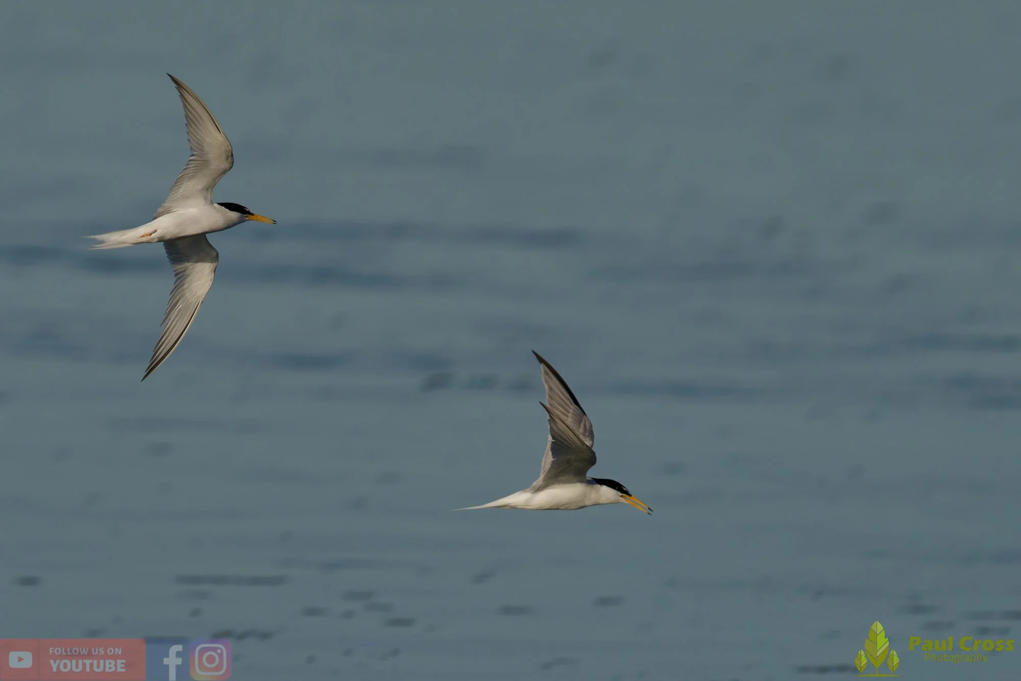 Little Tern-00375.jpg