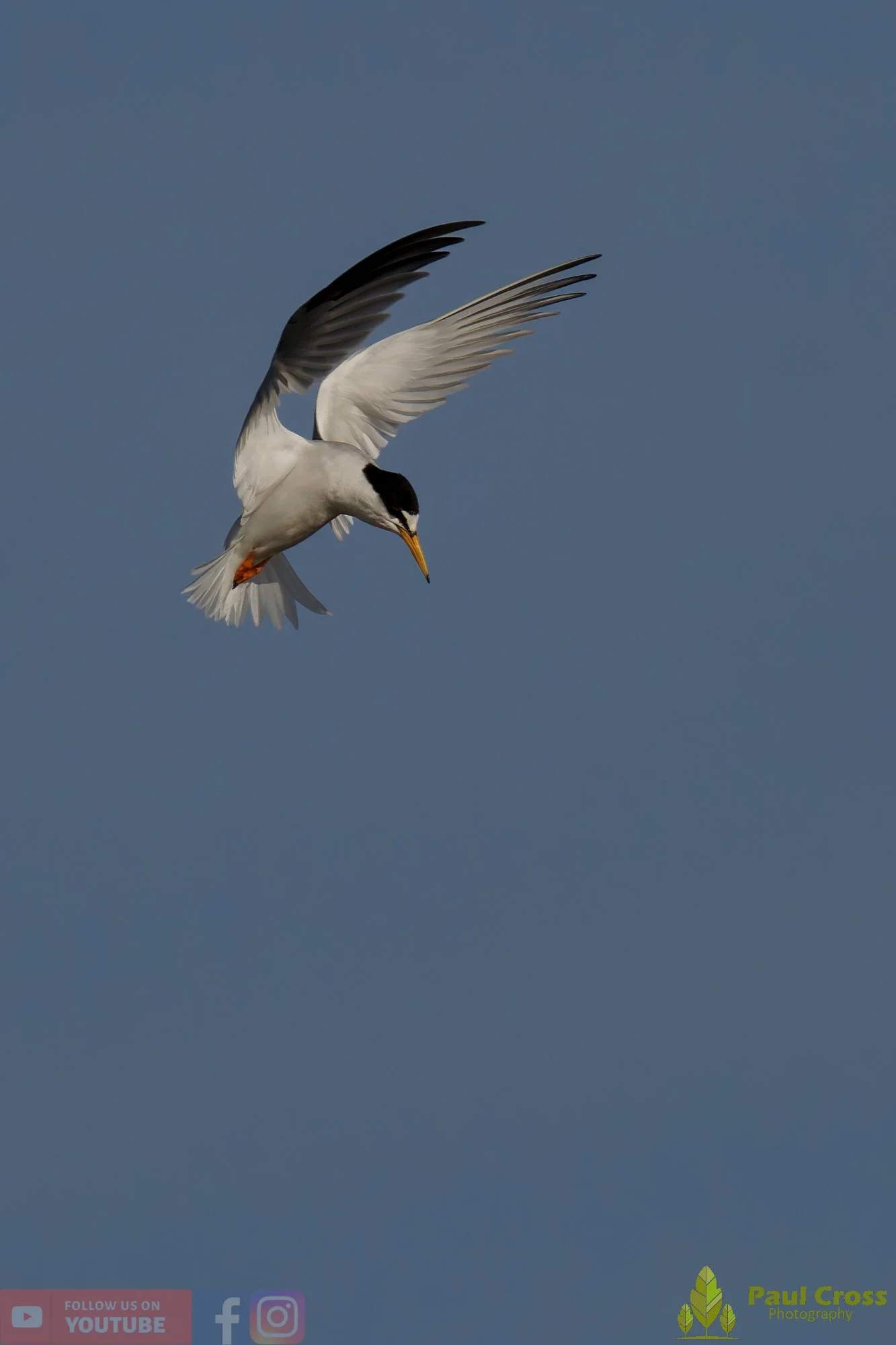 Little Tern-00379.jpg